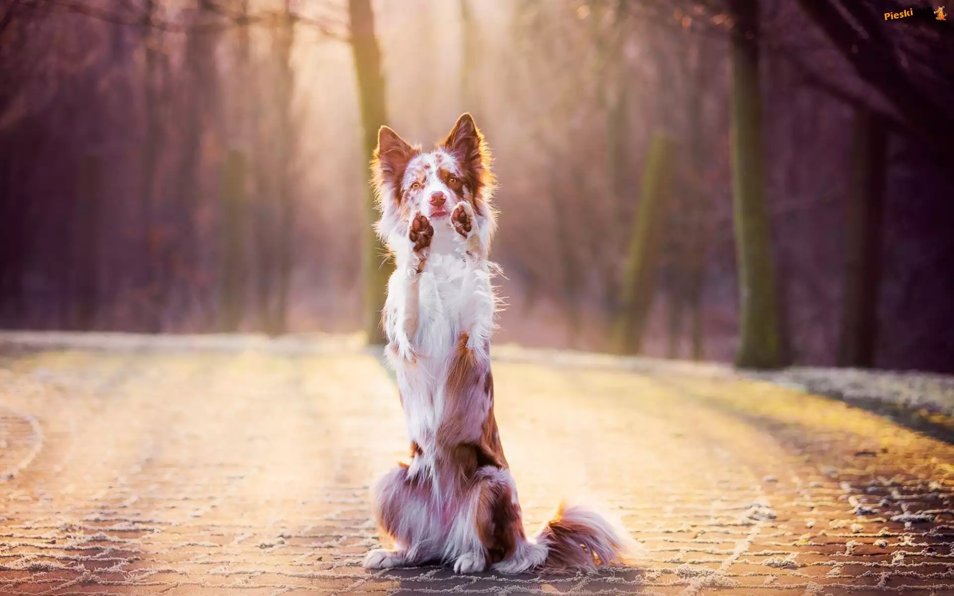 Proszący, Border collie, Łapy