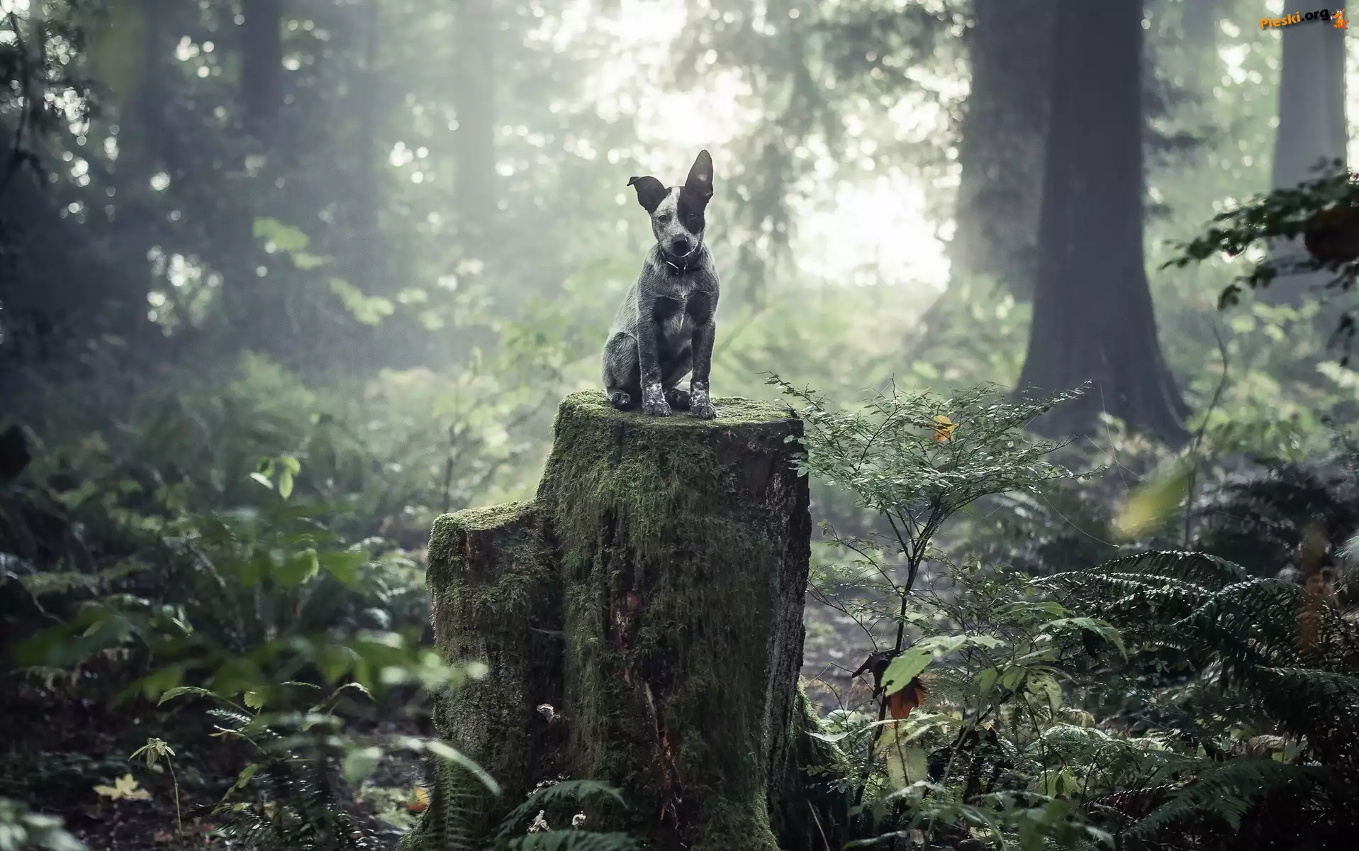 Drzewa, Las, Pień, Australian cattle dog