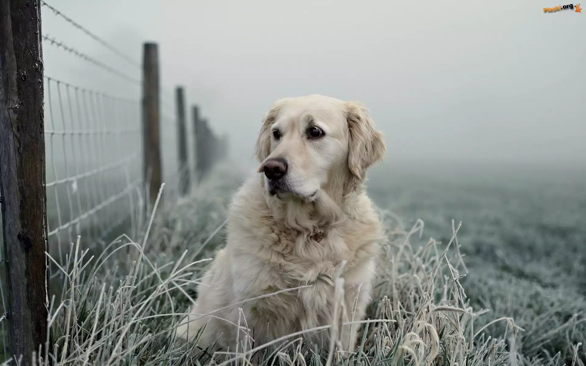 Oszroniona, Golden retriever, Płot, Trawa