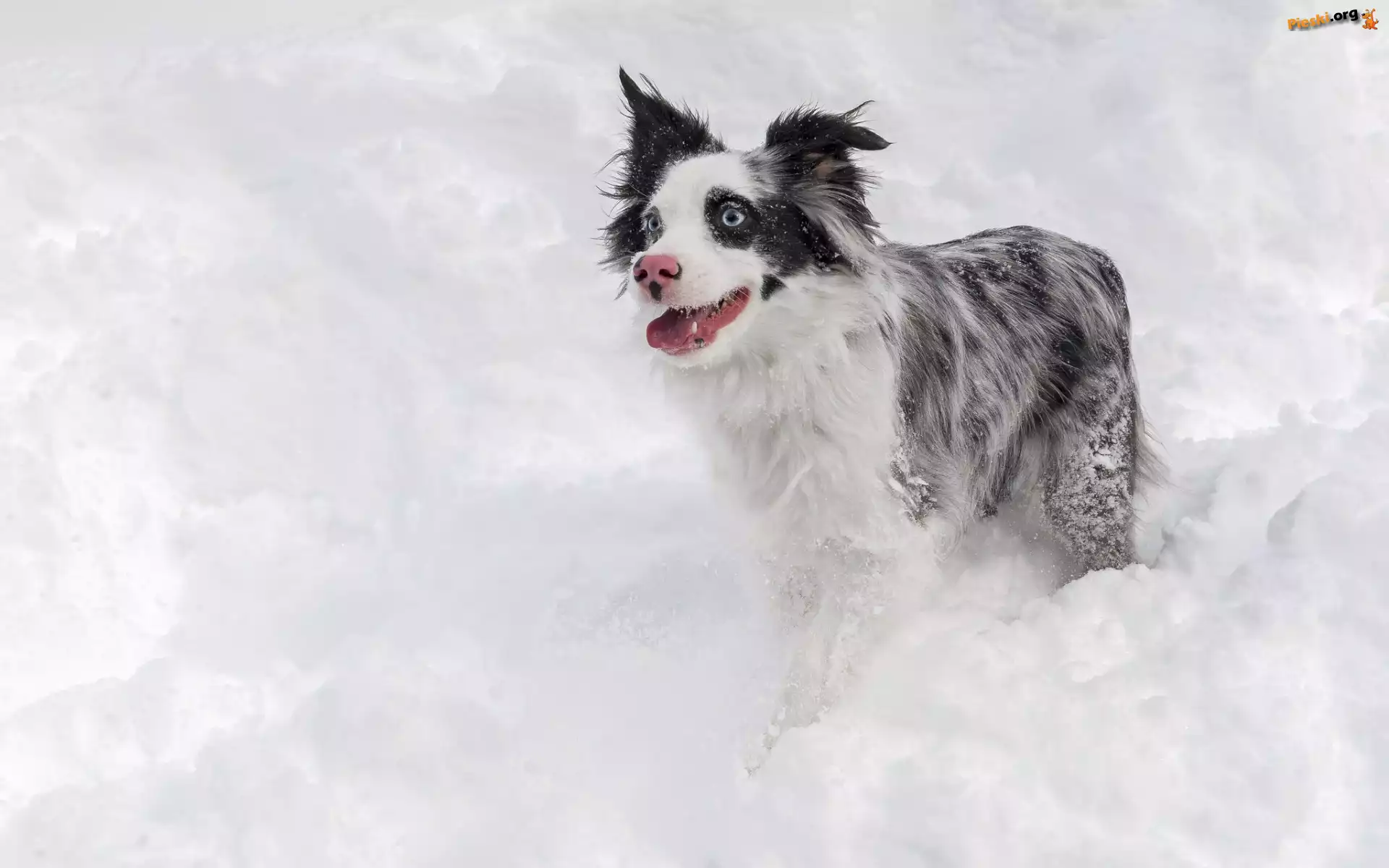 Border collie, Śnieg