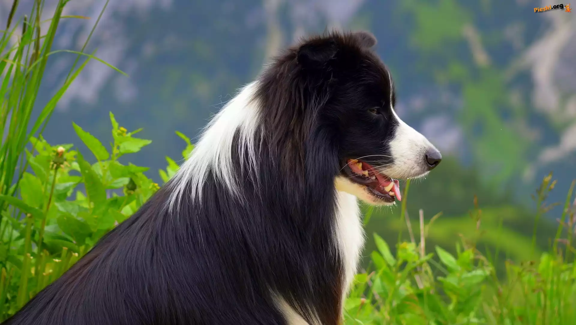 Border collie, Rośliny