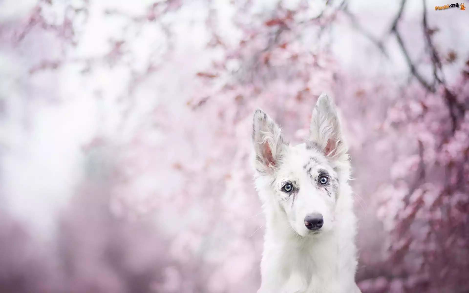 Border collie, Rozmycie