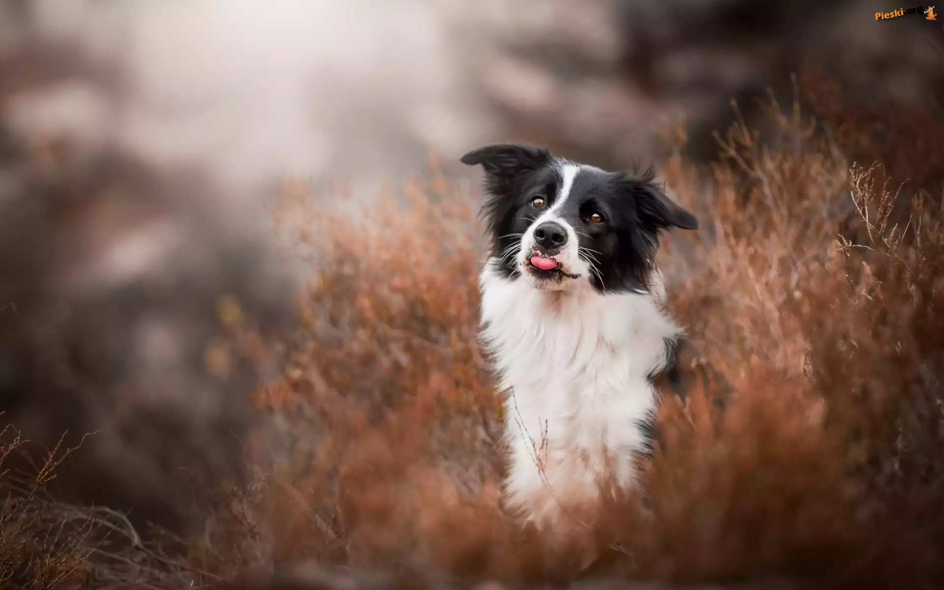 Border collie, Trawa, Język