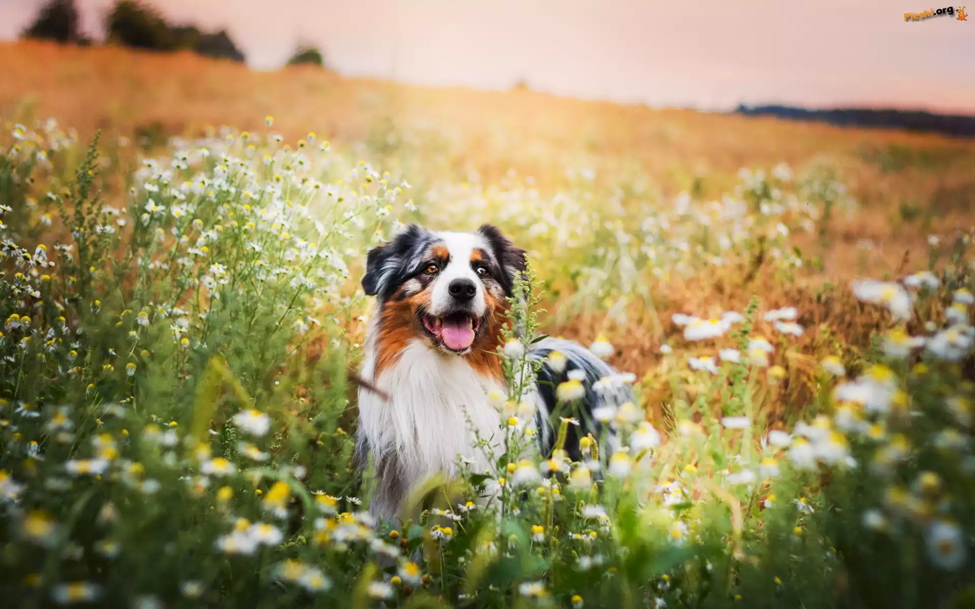 Owczarek australijski, Australian shepherd, Łąka