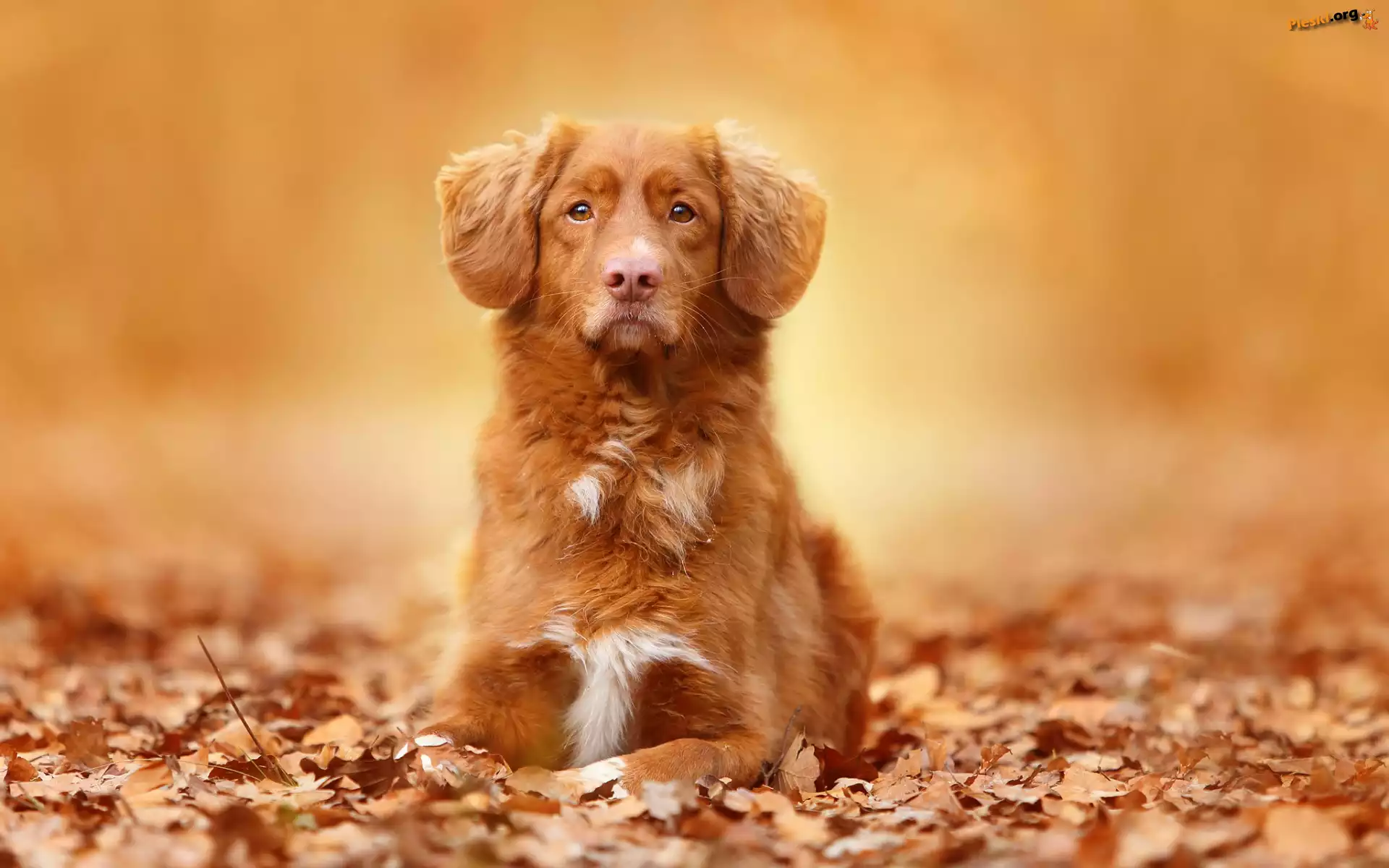 Retriever z Nowej Szkocji, Liście
