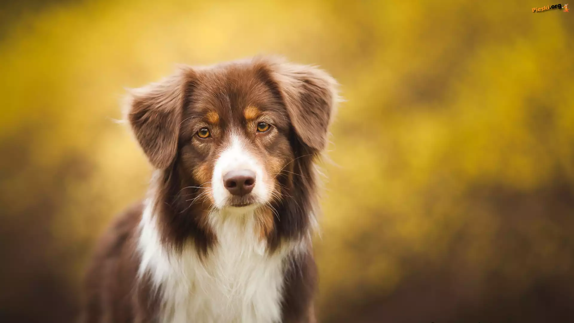 Sylwetka, Owczarek australijski, Australian shepherd, Mordka
