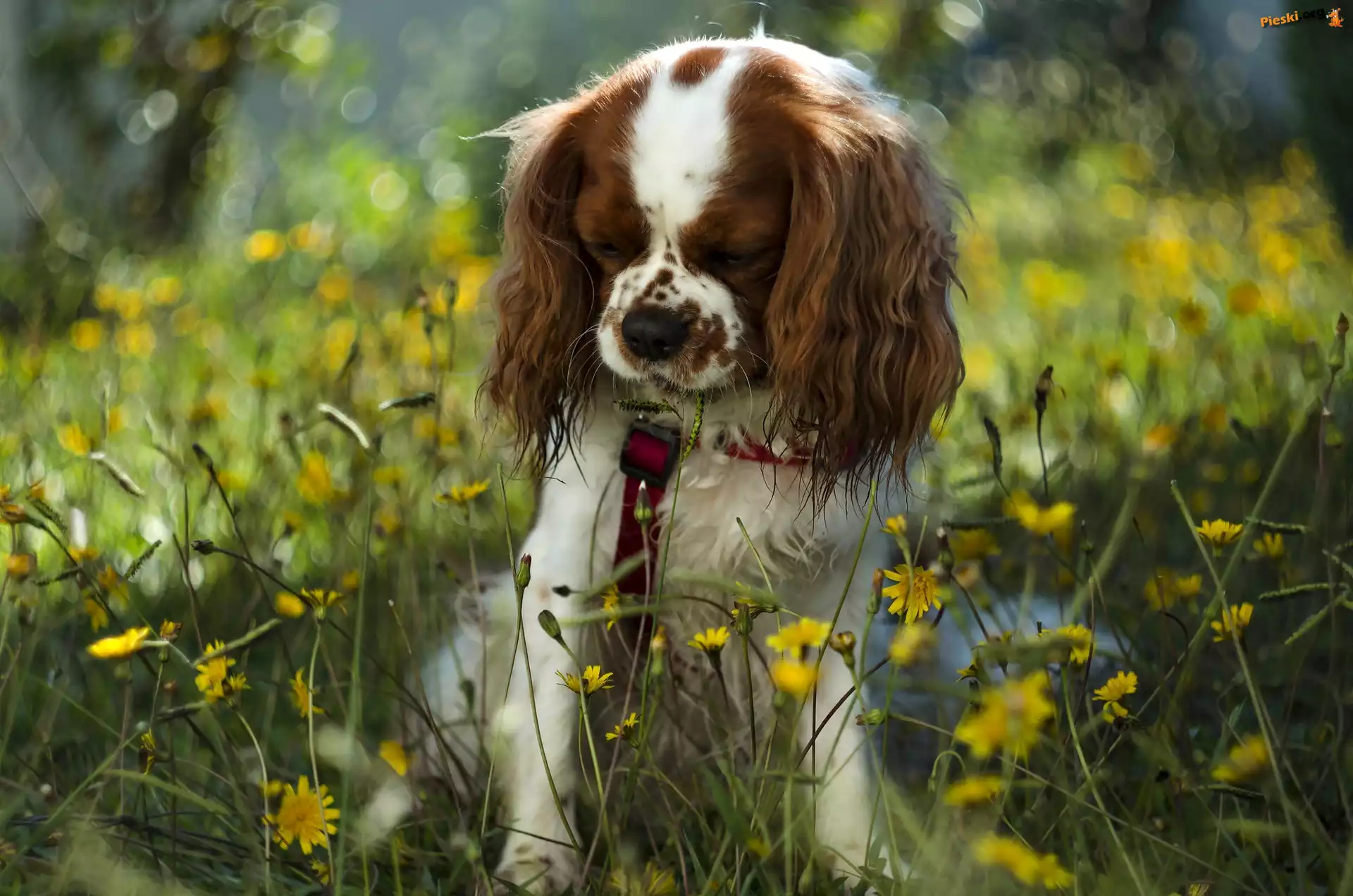 Żółte, Pies, Cavalier king charles spaniel, Kwiaty