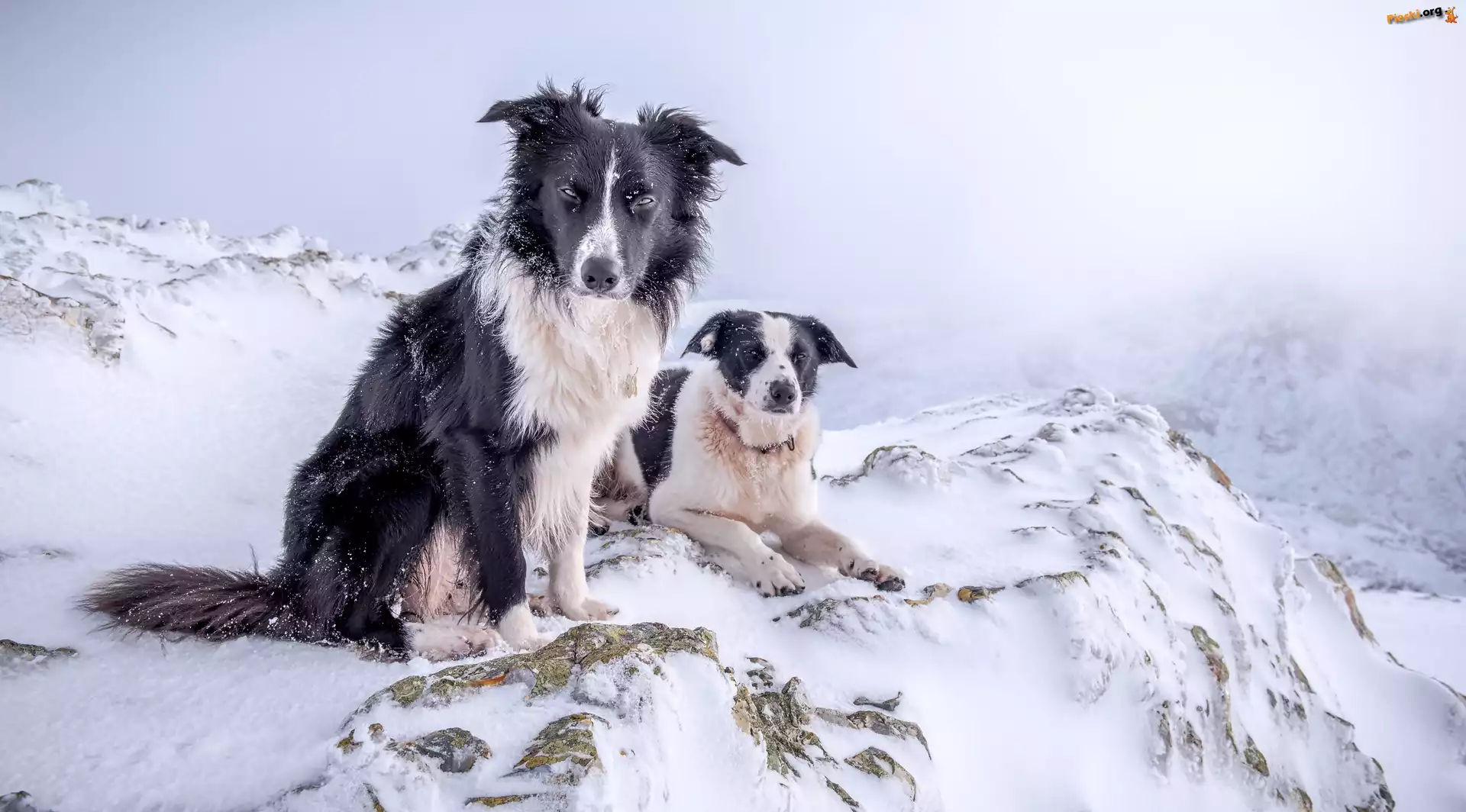 Góry, Psy, Border Collie, Zima