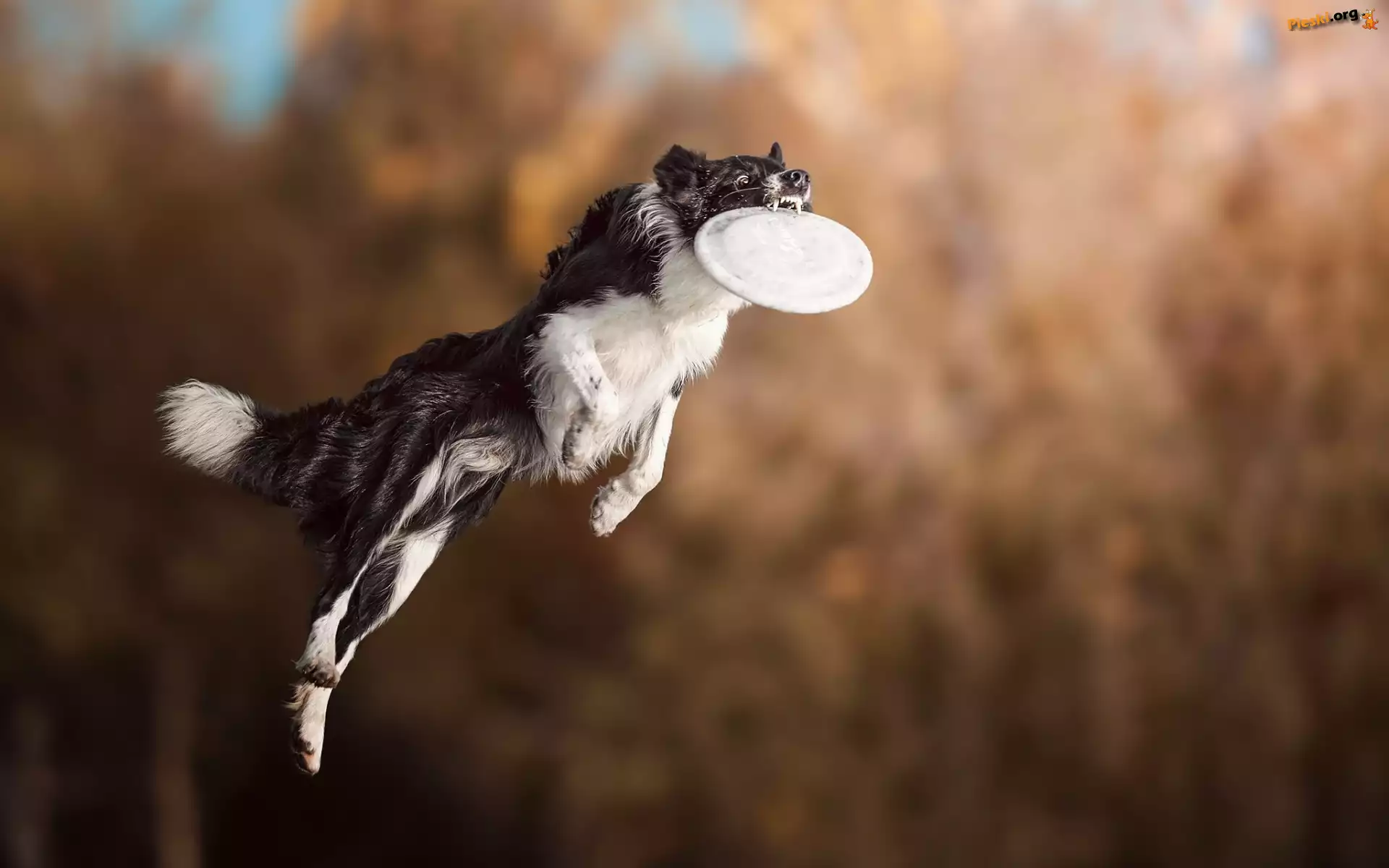 Border collie, Frisbee