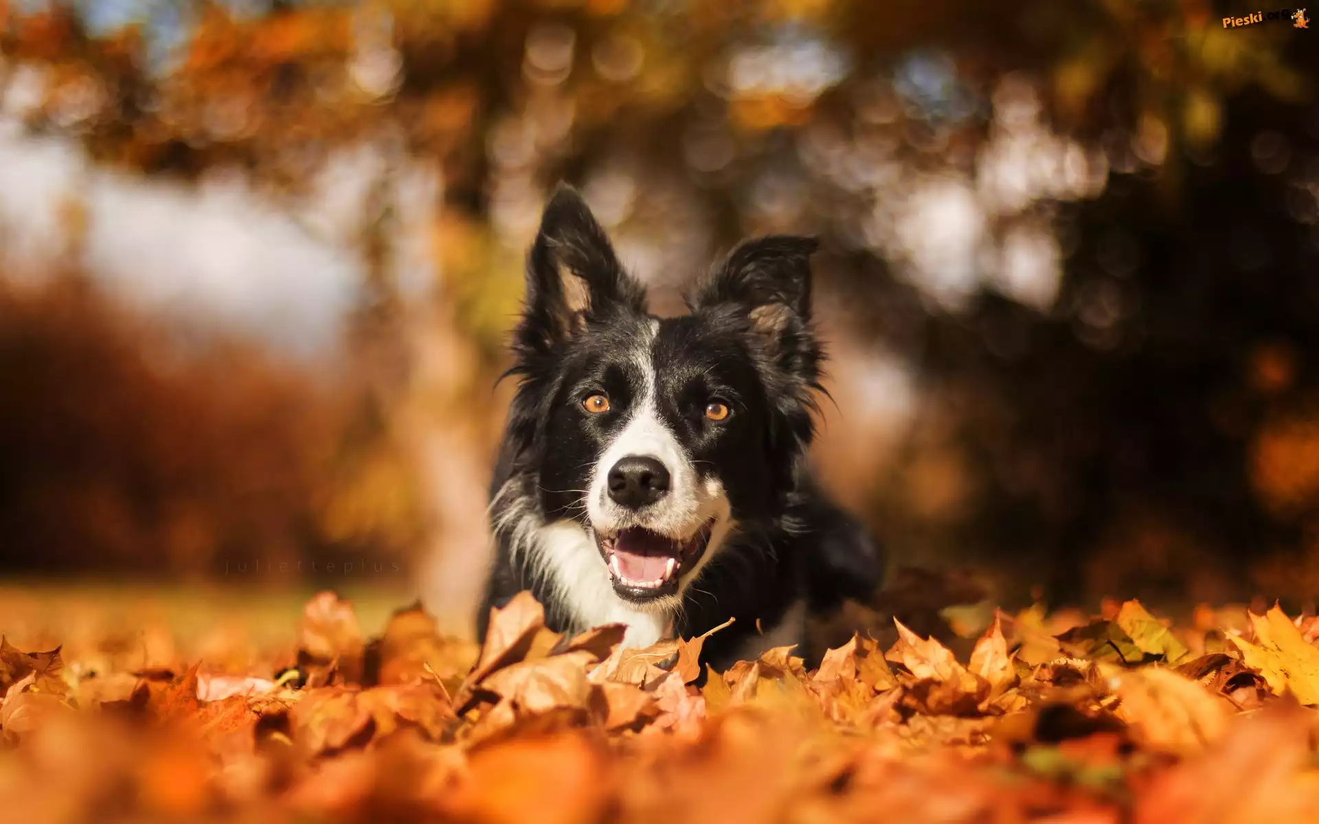Liście, Border collie, Suche, Bokeh