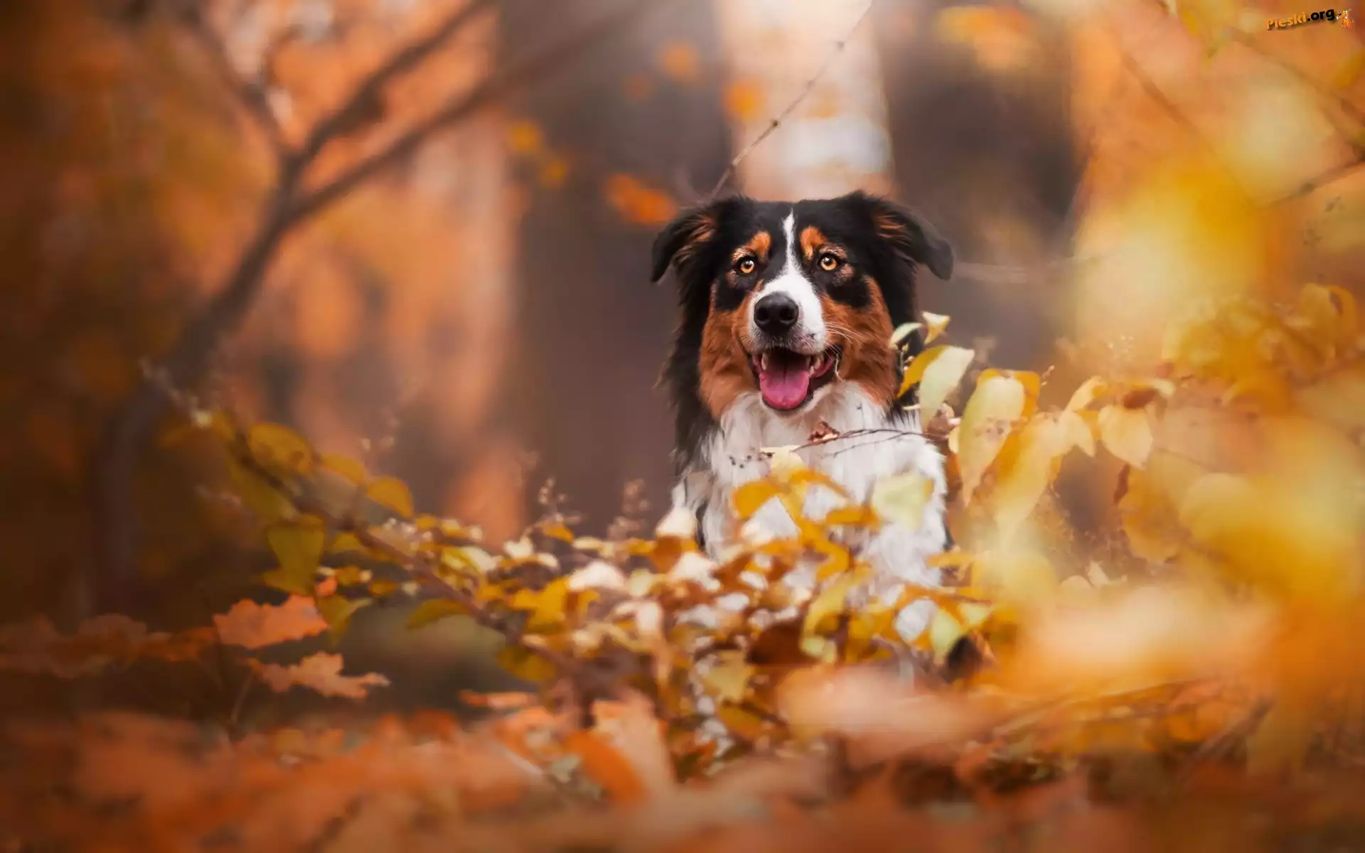Gałęzie, Owczarek australijski, Australian shepherd, Liście