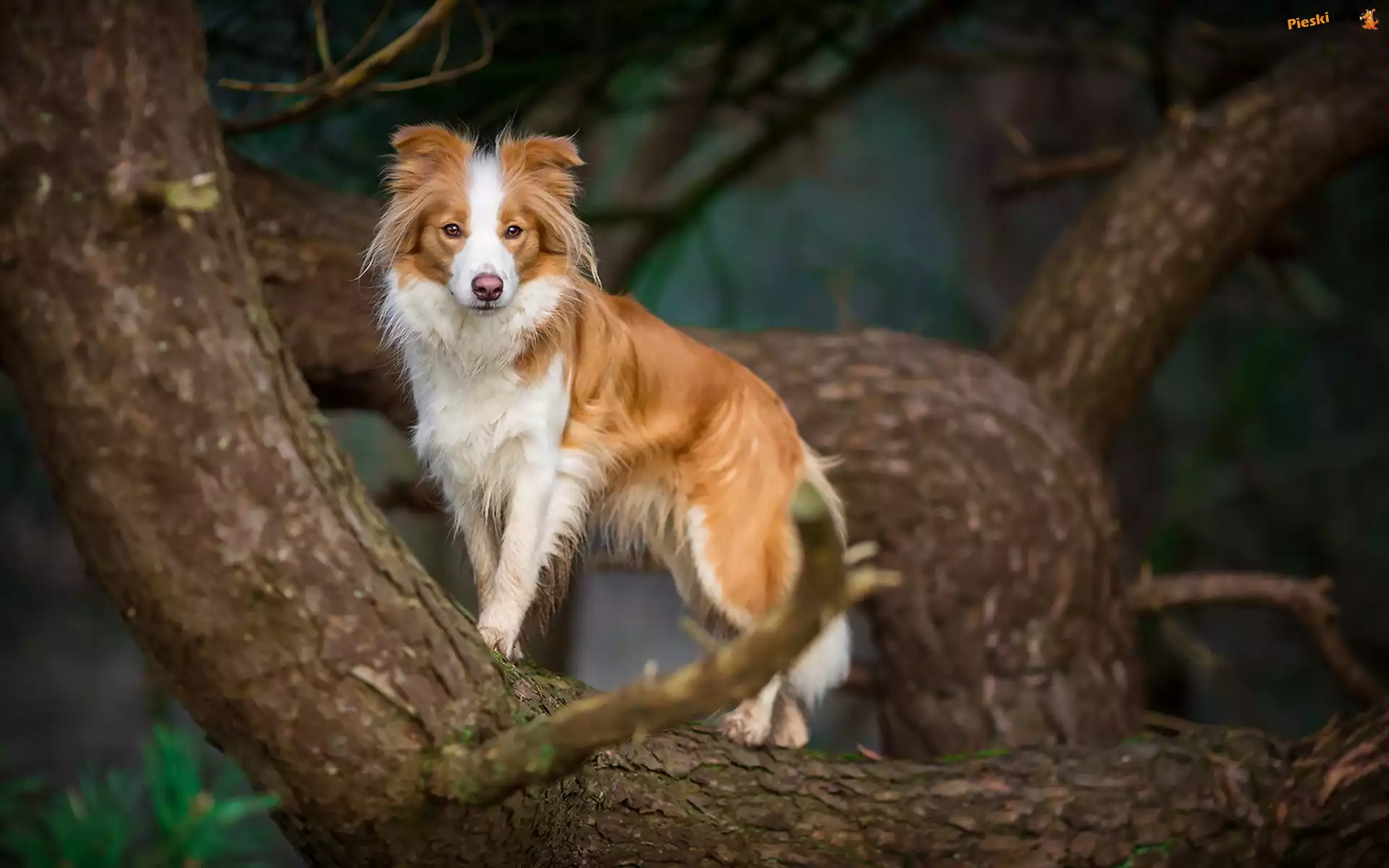 Border collie, Drzewo