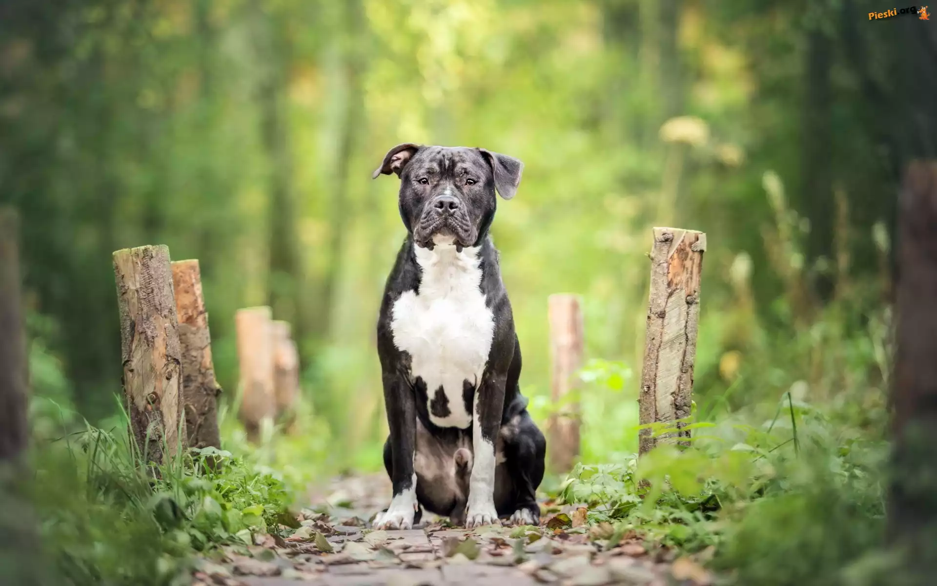 Las, Pit Bull Terrier, Ścieżka