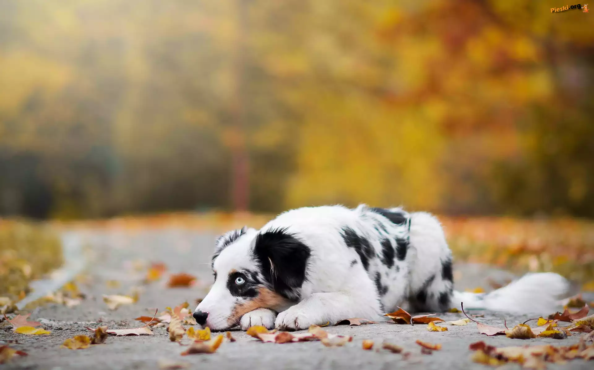 Alejka, Owczarek australijski, Australian shepherd, Liście