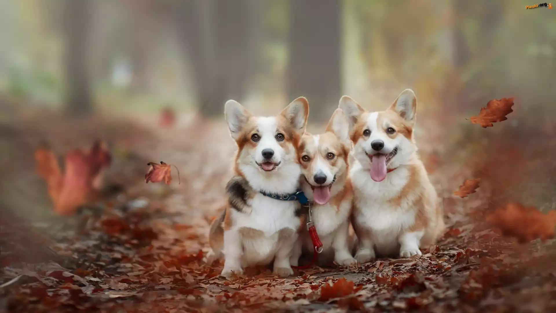 Welsh corgi pembroke, Trzy, Psy, Liście