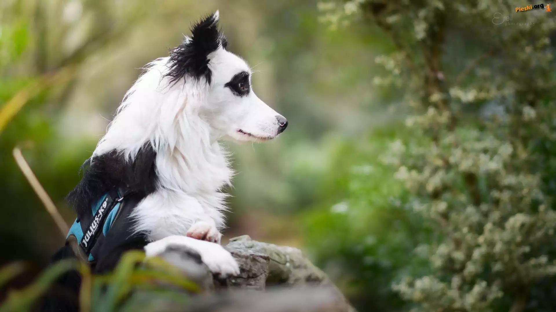 Rozmyte, Border collie, Murek, Tło