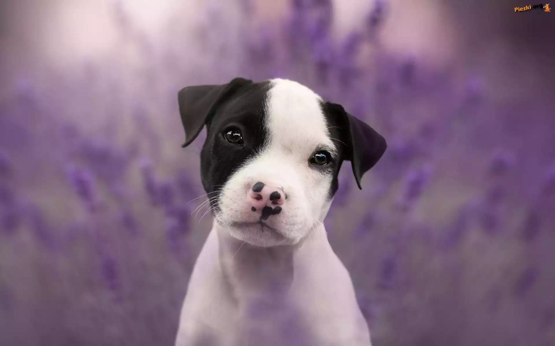 Szczeniak, Pies, Słodki, Staffordshire Bull Terrier
