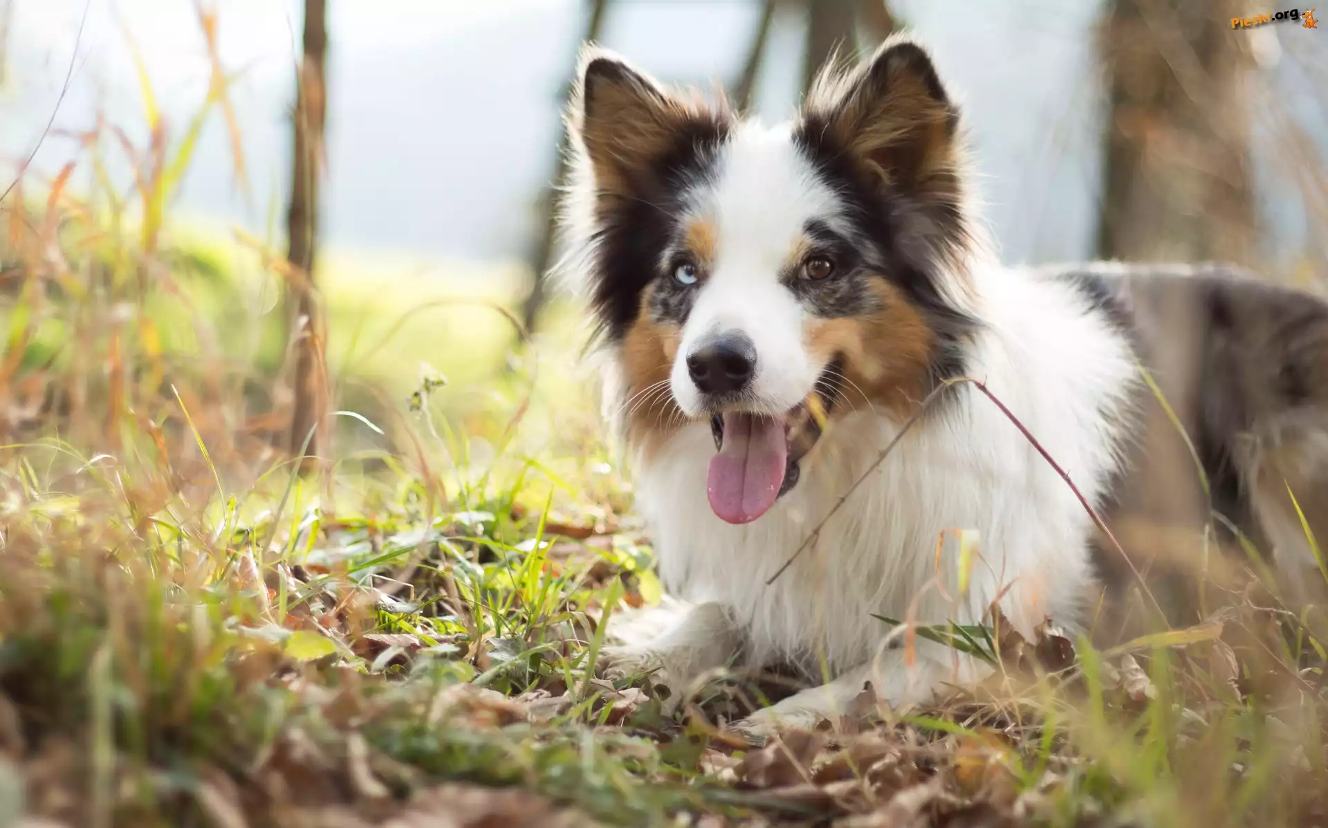 Łąka, Pyszczek, Border collie, Język, Trawa