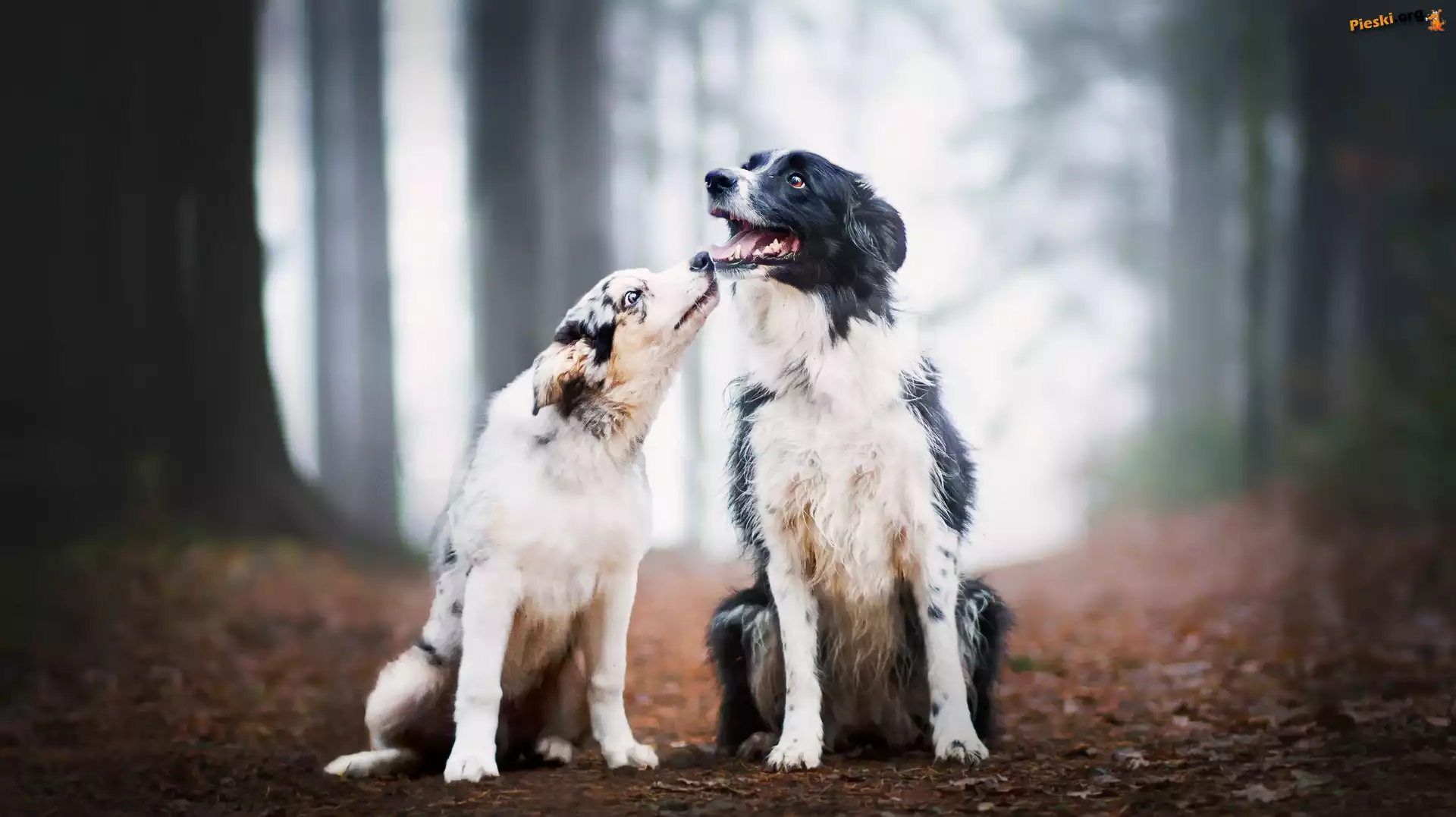 Dwa, Dróżka, Las, Psy, Border collie, Liście
