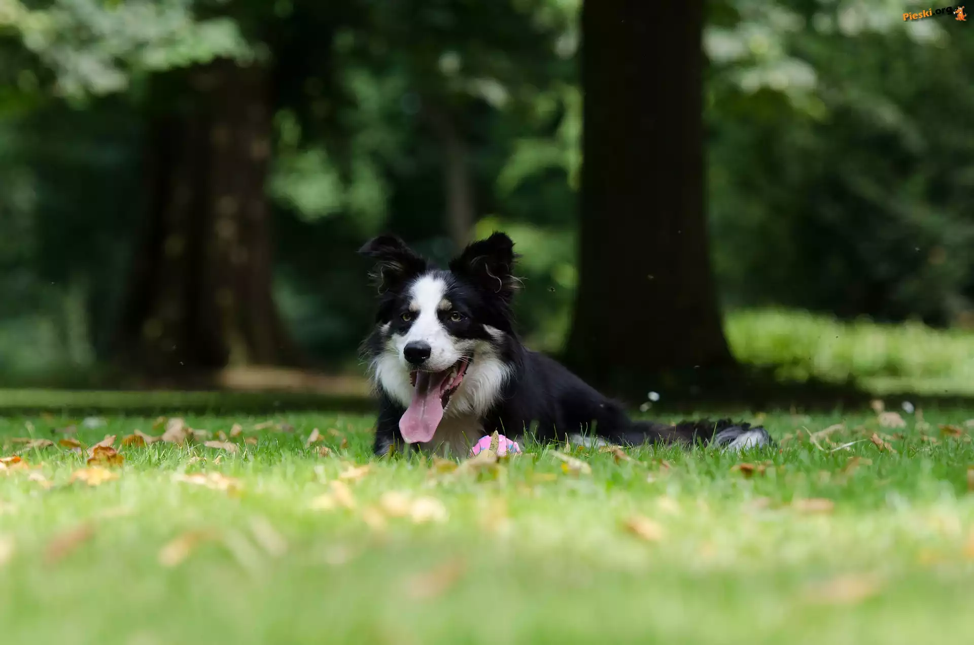 Border collie, Liście, Łąka, Leżący, Jęzor