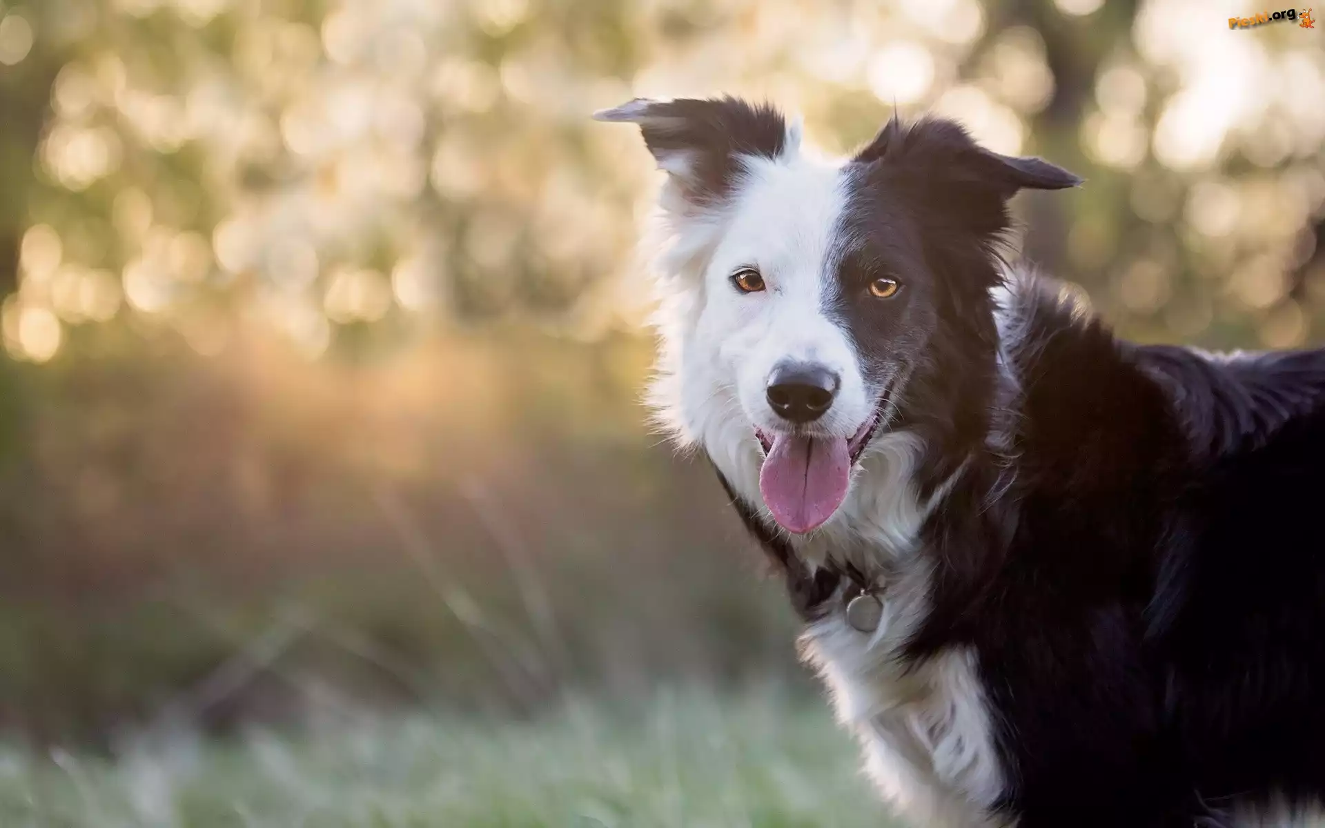 Border collie, Pysk, Język