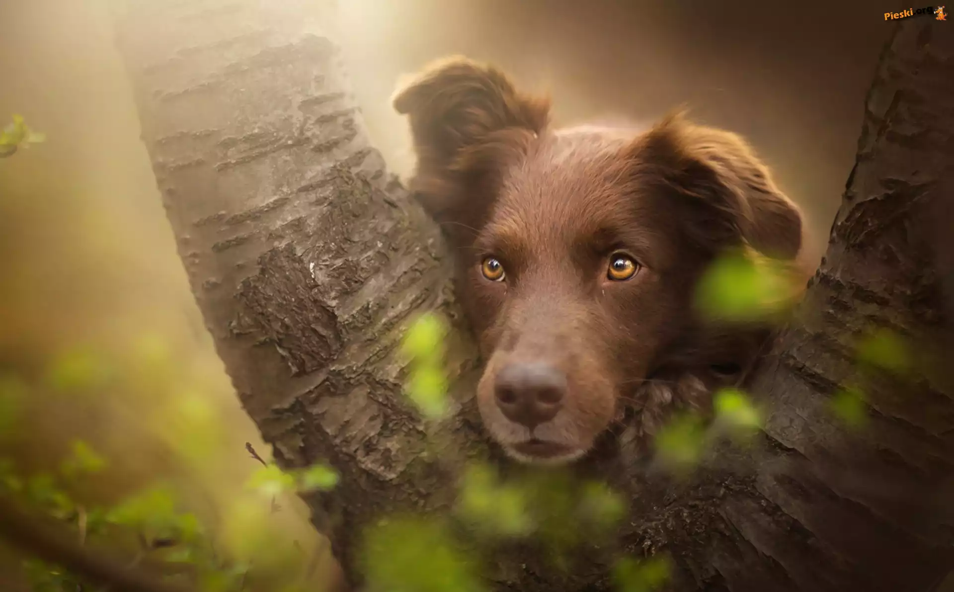 Mordka, Owczarek australijski, Australian shepherd, Drzewo