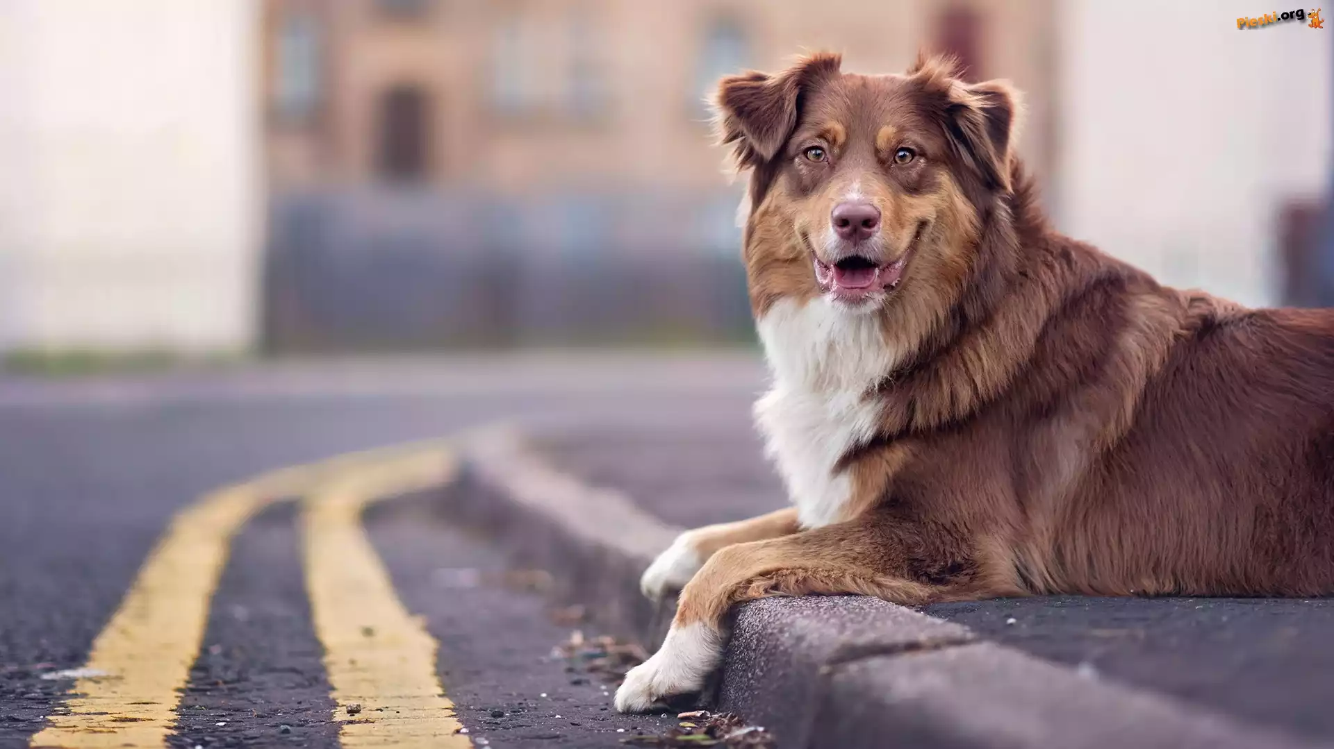 Chodnik, Owczarek australijski, Australian shepherd, Ulica