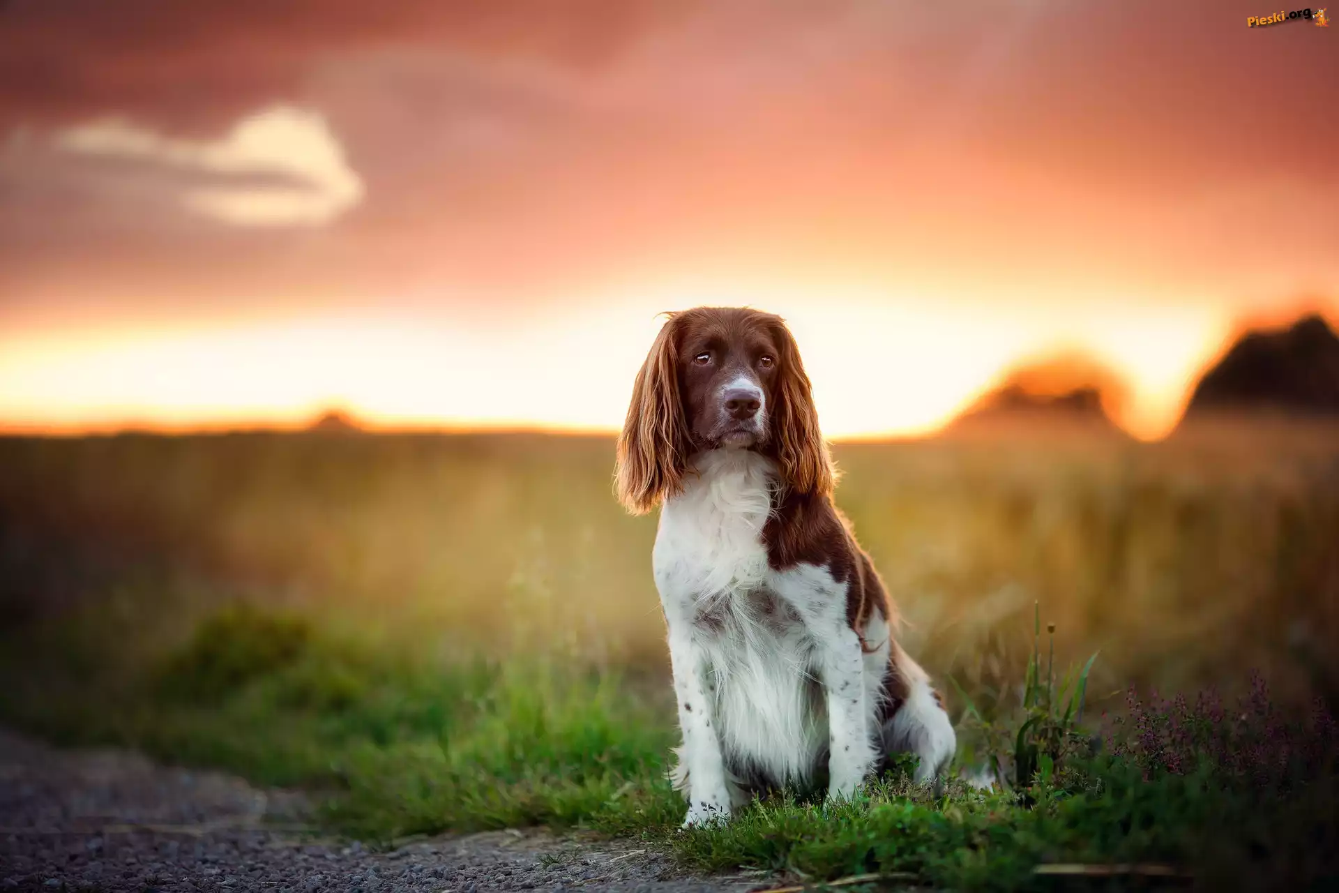 Springer spaniel walijski, Pole, Trawa