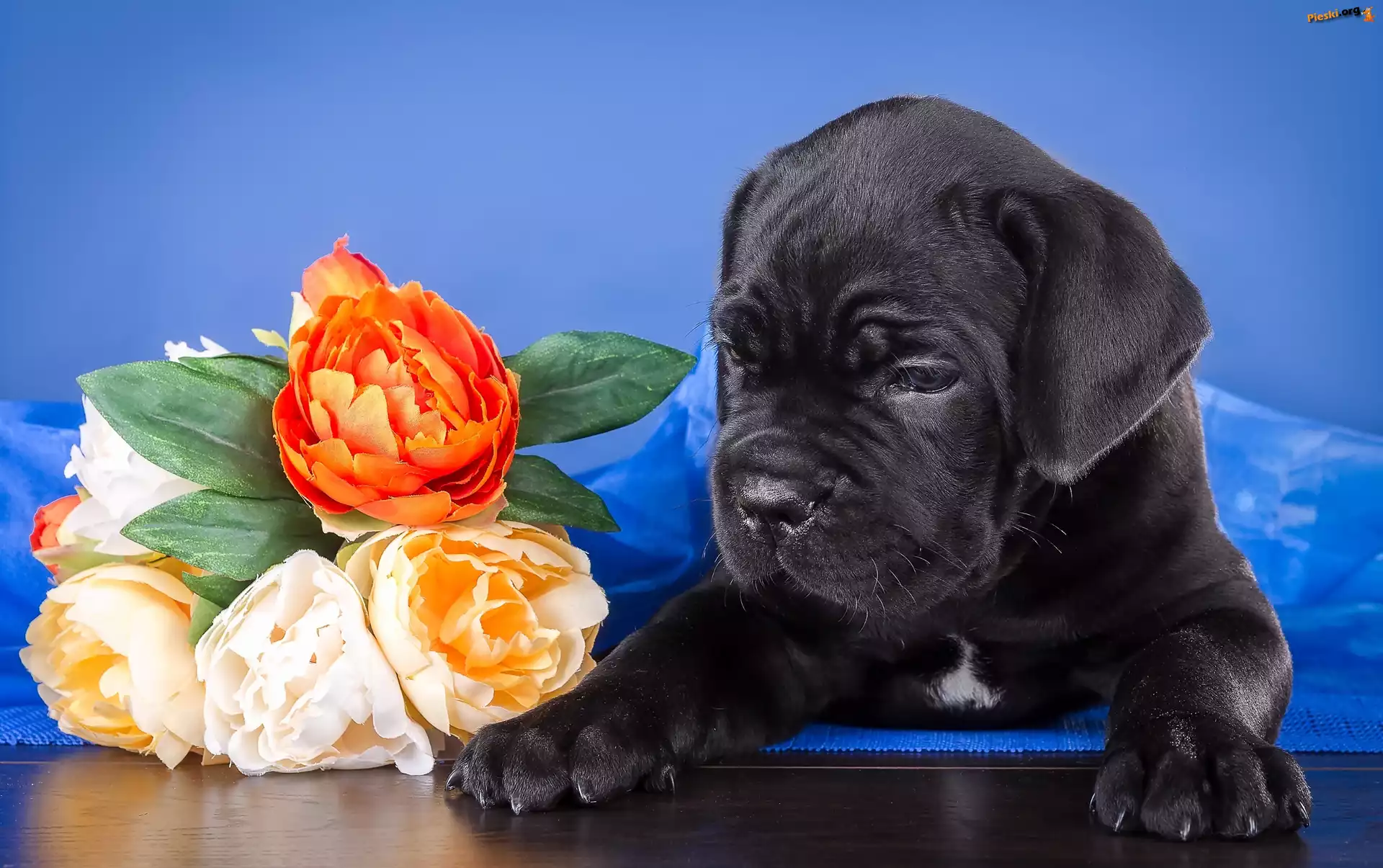 Szczeniak, Cane Corso, Kwiaty