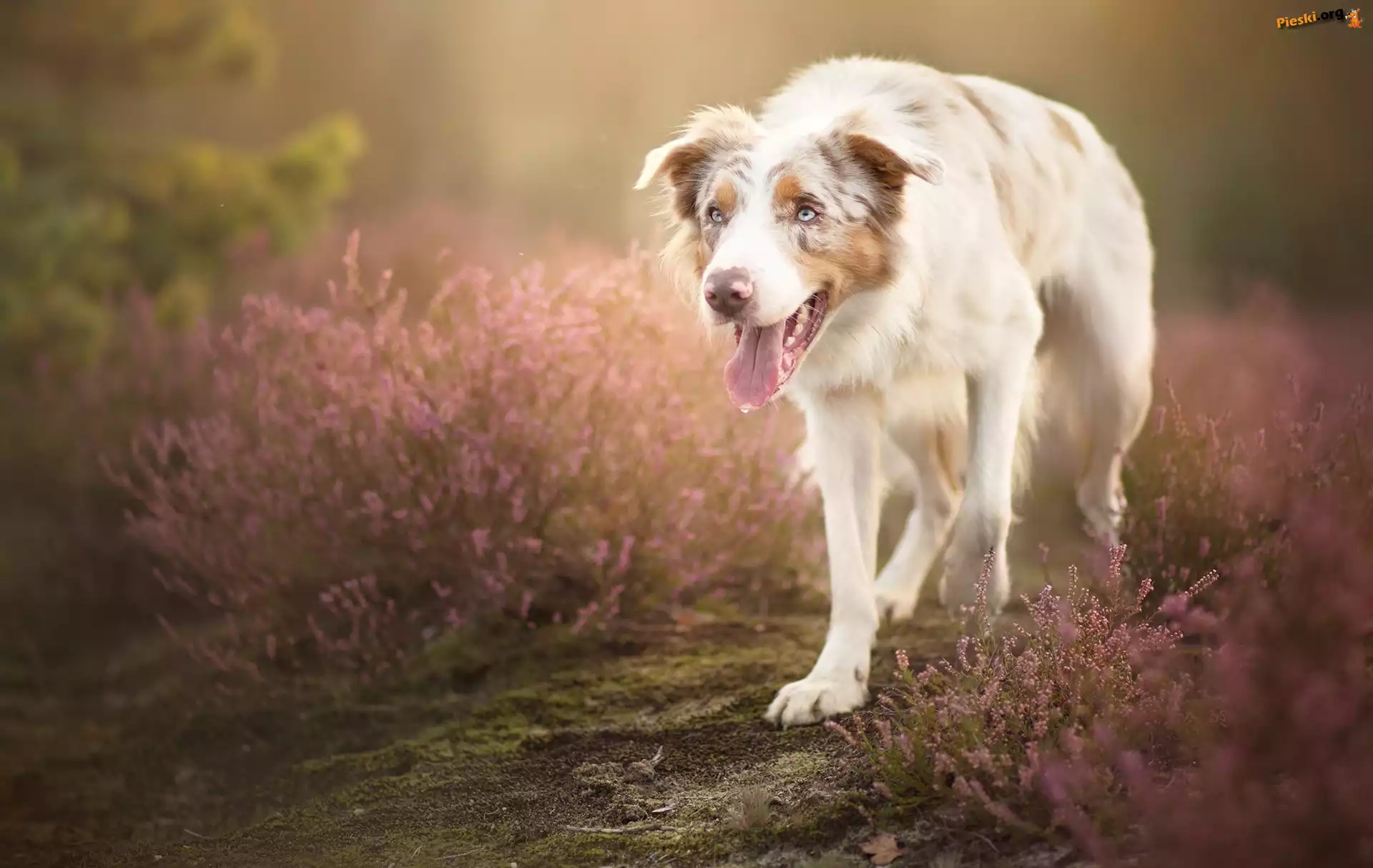 Border collie, Polana, Wrzos