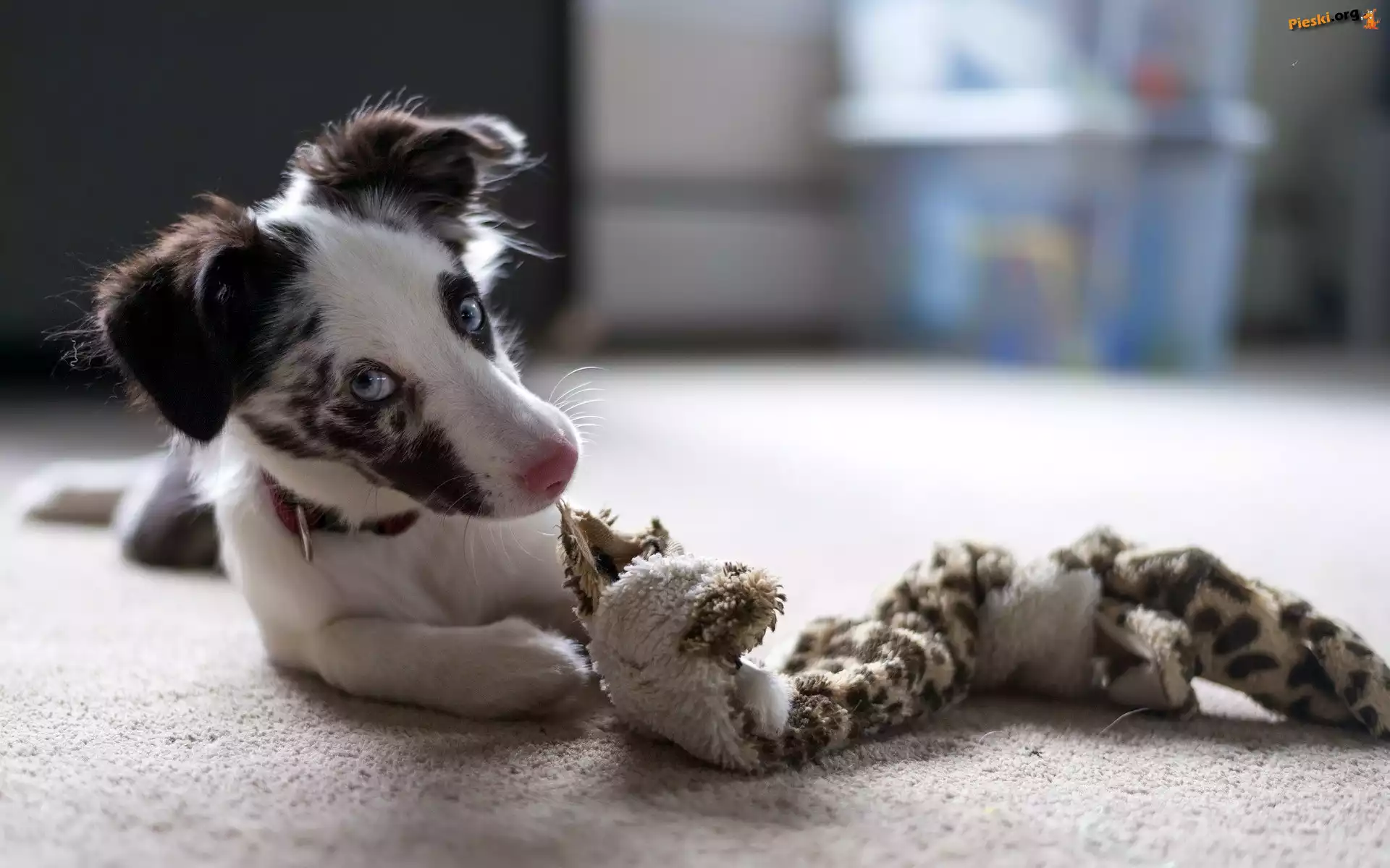 Szczeniak, Border Collie, Zabawka