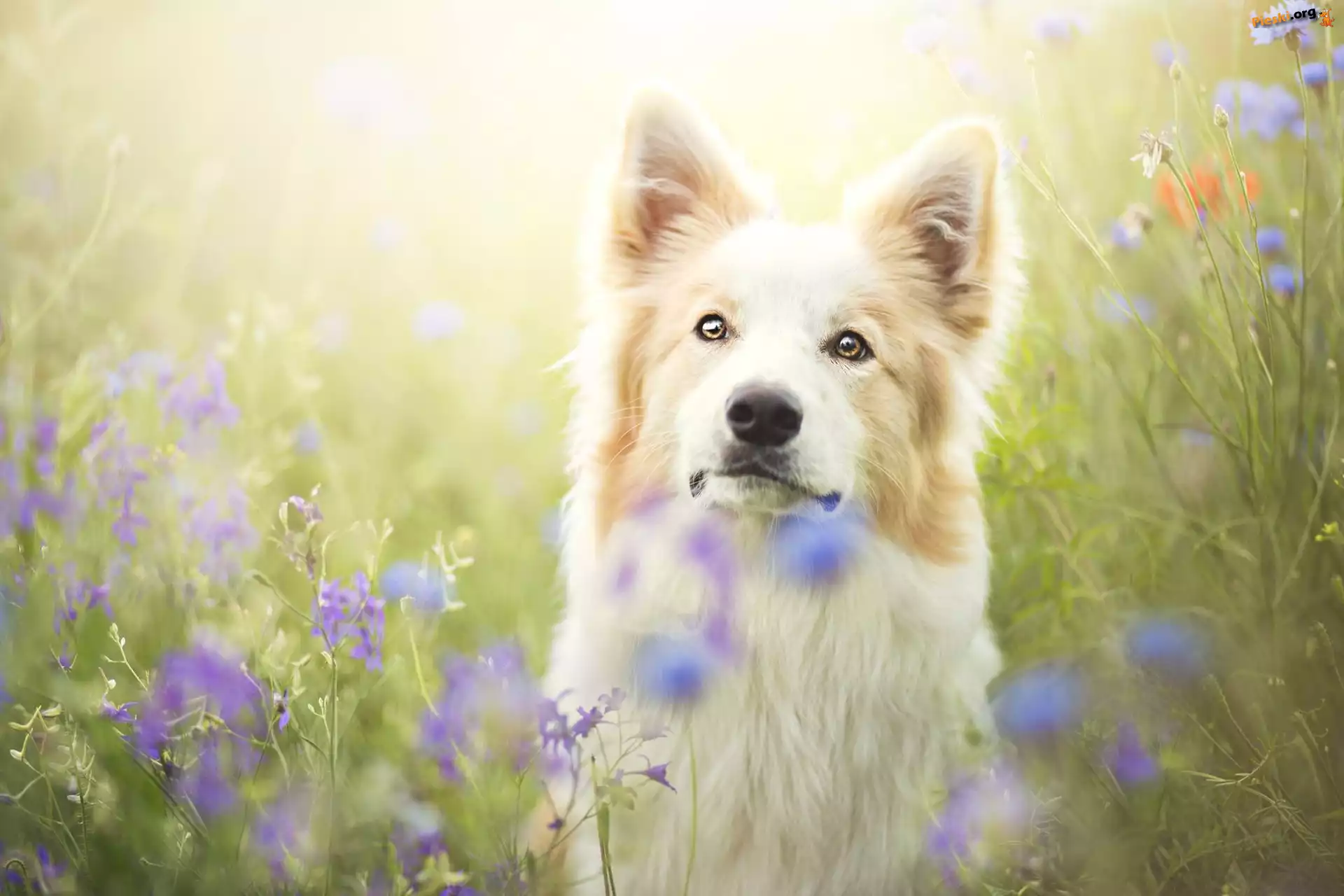 Border collie, Łąka, Kwiaty