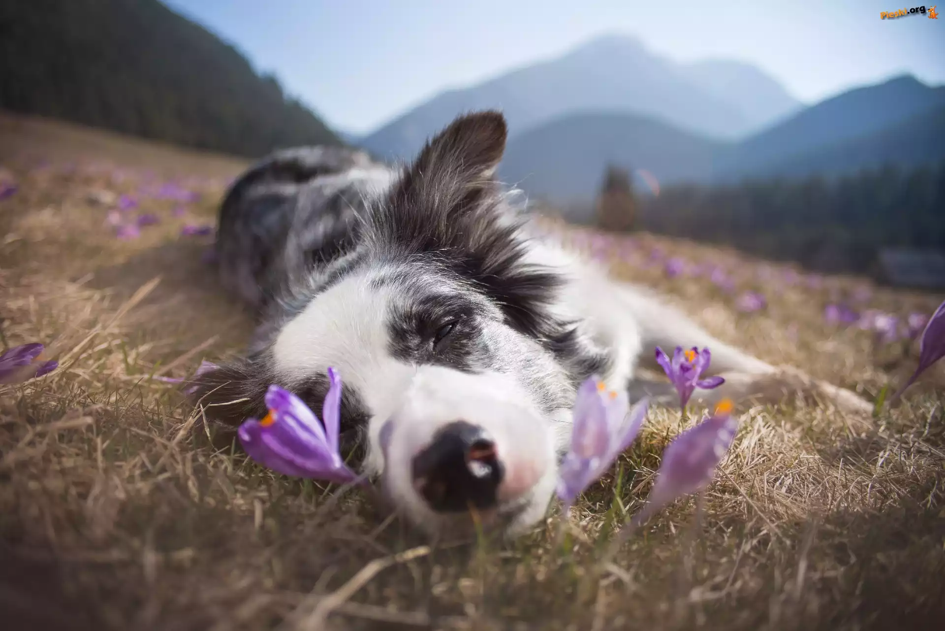 Spiący, Krokusy, Trawa, Border collie, Łąka, Góry