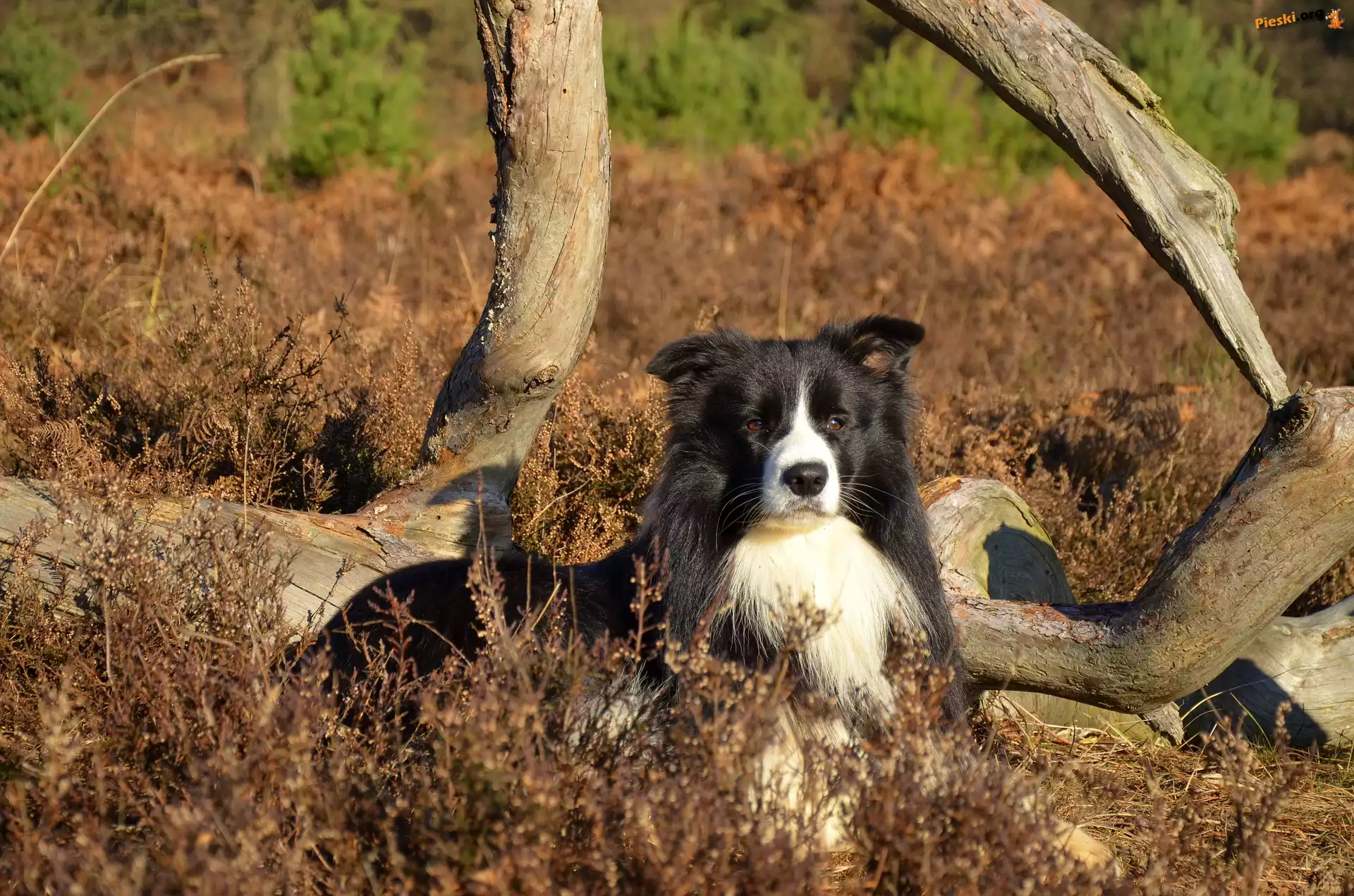 Rośliny, Border collie, Łąka, Konary