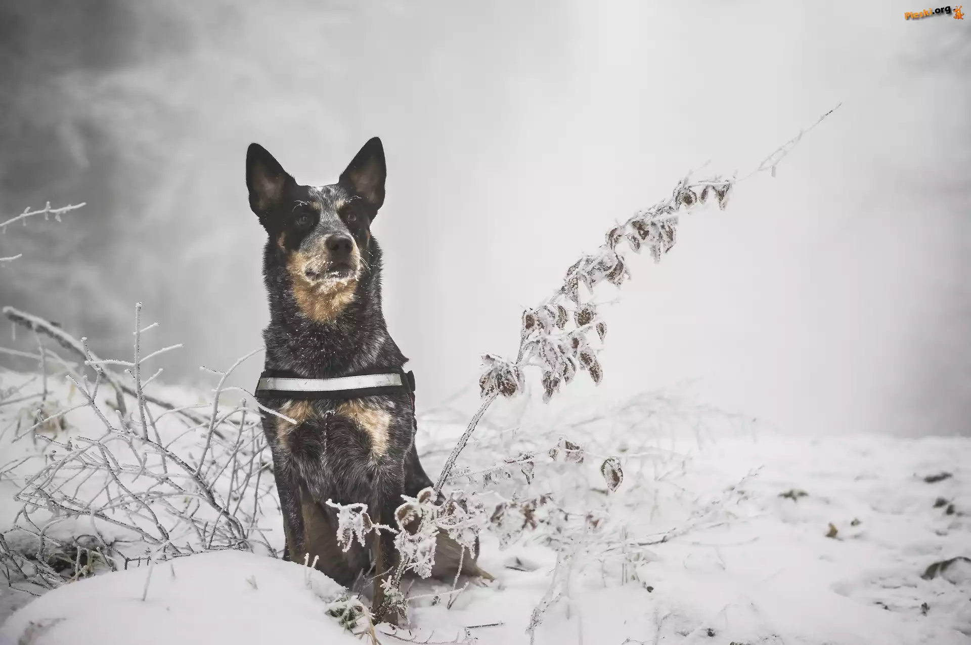 Gałązki, Zima, Australian cattle dog, Śnieg, Rośliny