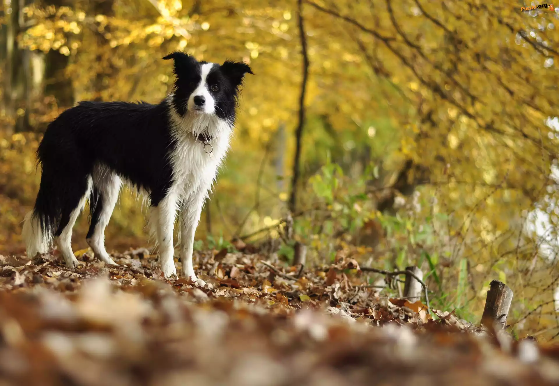 Liście, Border collie, Polana, Drzewa