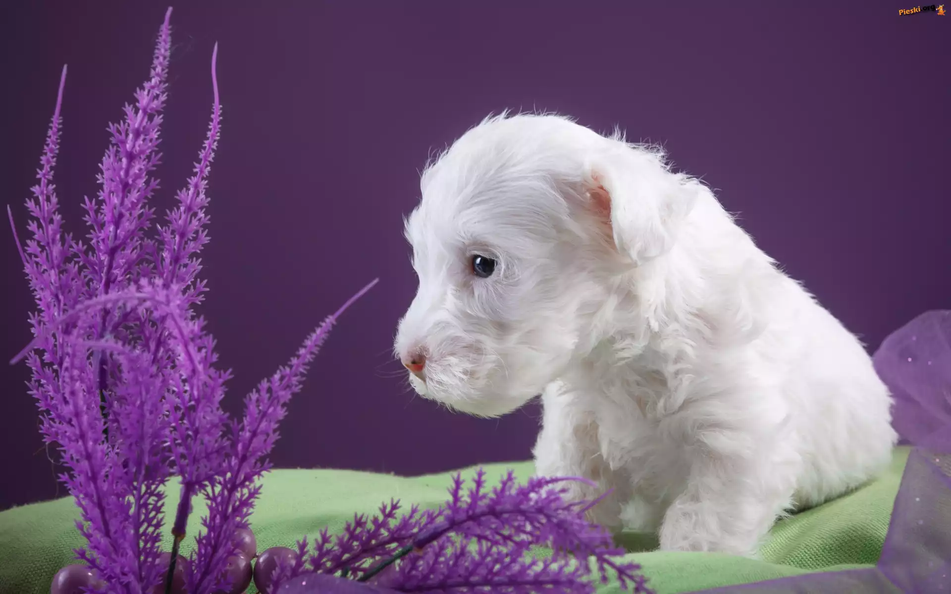 Pies, Biały, Mały, Szczeniaczek, Sealyham Terrier