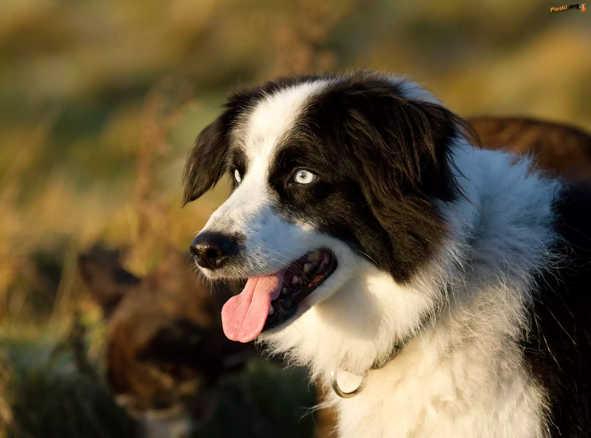 Pysk, Border collie, Głowa, Język