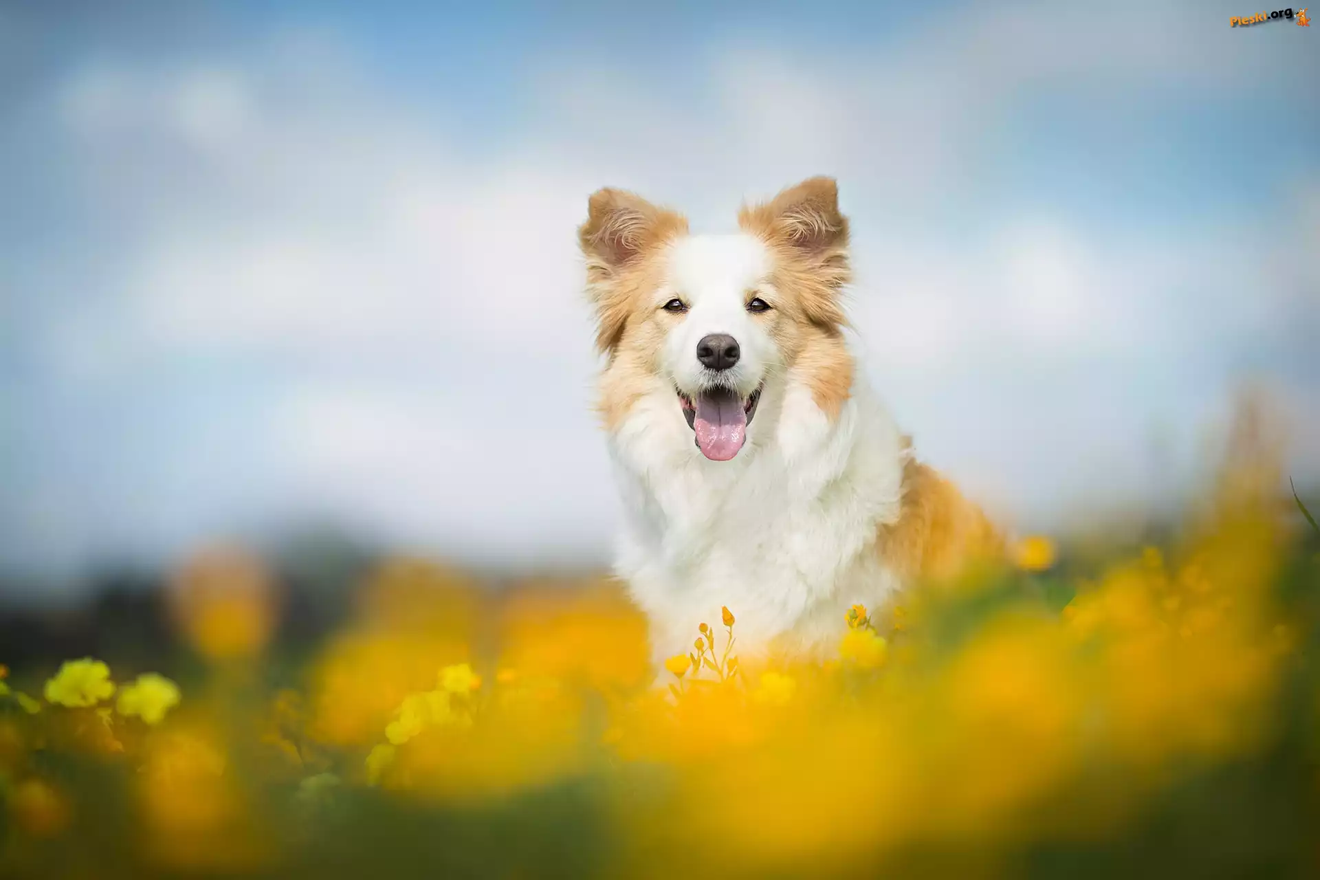 Rozmyte, Łąka, Border collie, Kwiaty, Tło
