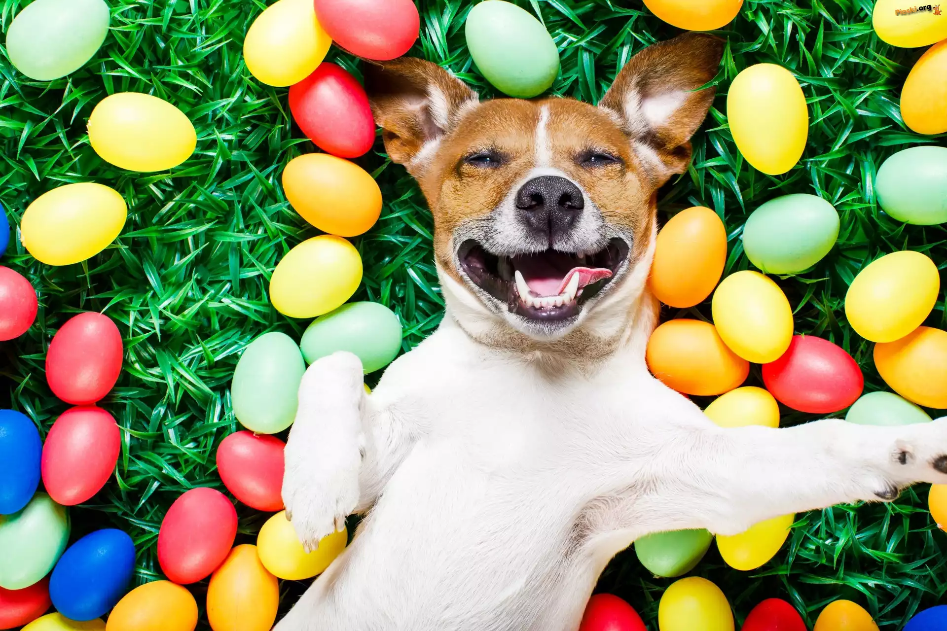 Malowane, Jack Russell Terrier, Pies, Jaja, Wielkanoc