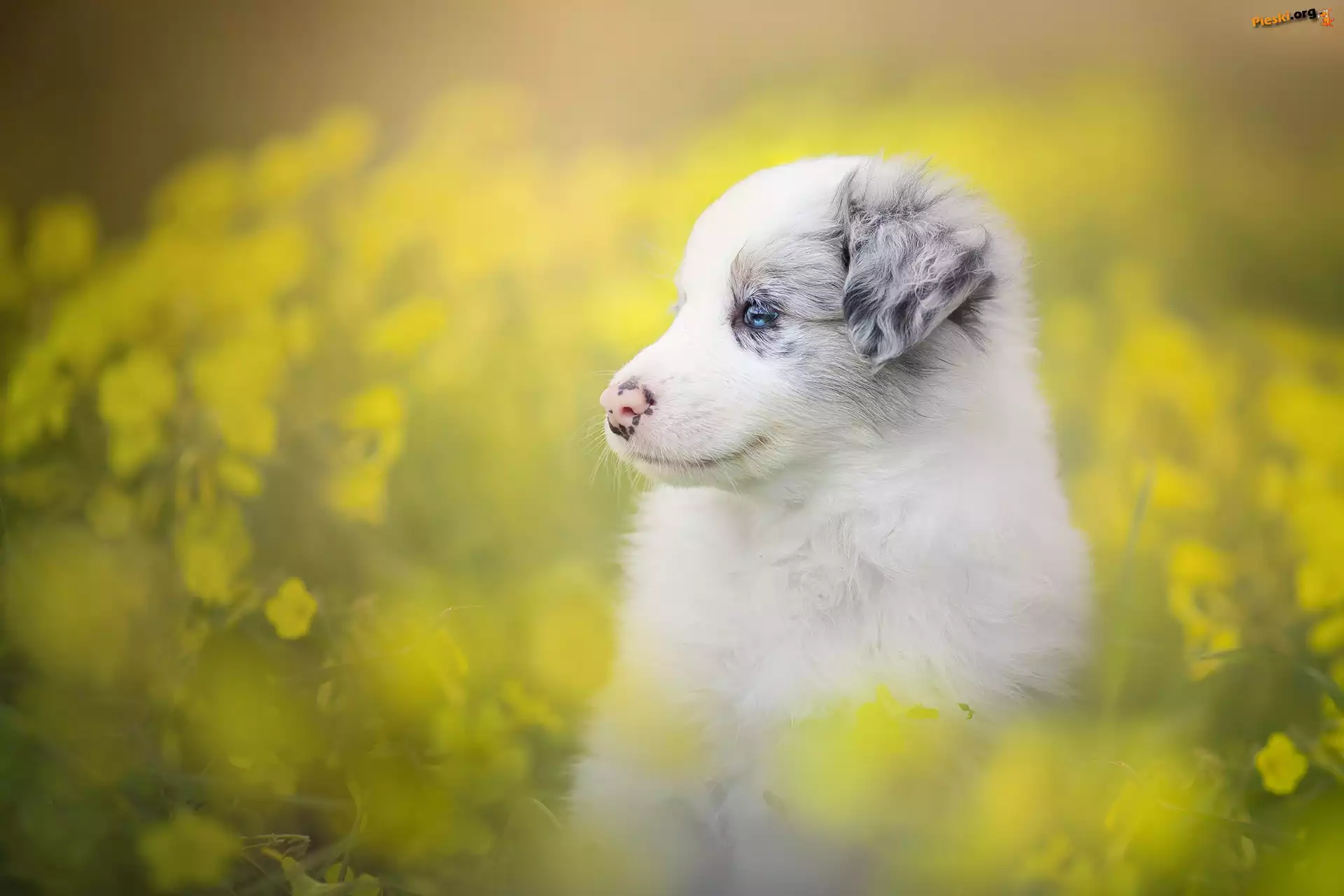 Łąka, Szczeniak, Border collie, Kwiaty