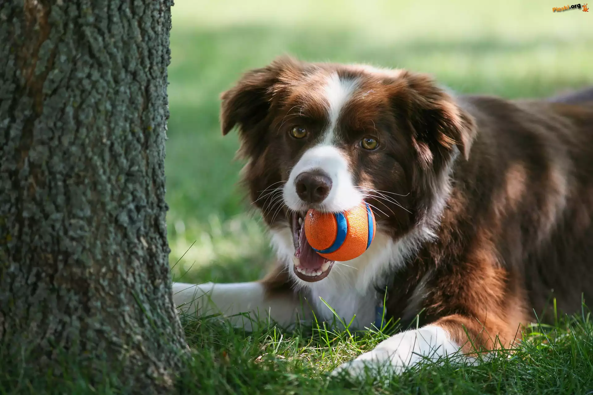Border collie, Drzewo, Trawa, Piłeczka