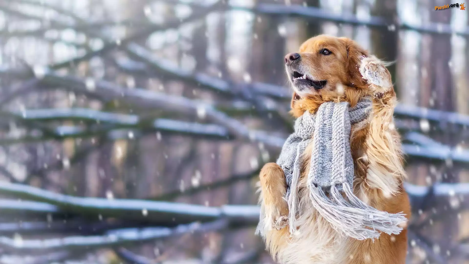 Pies, Golden retriever, Szalik