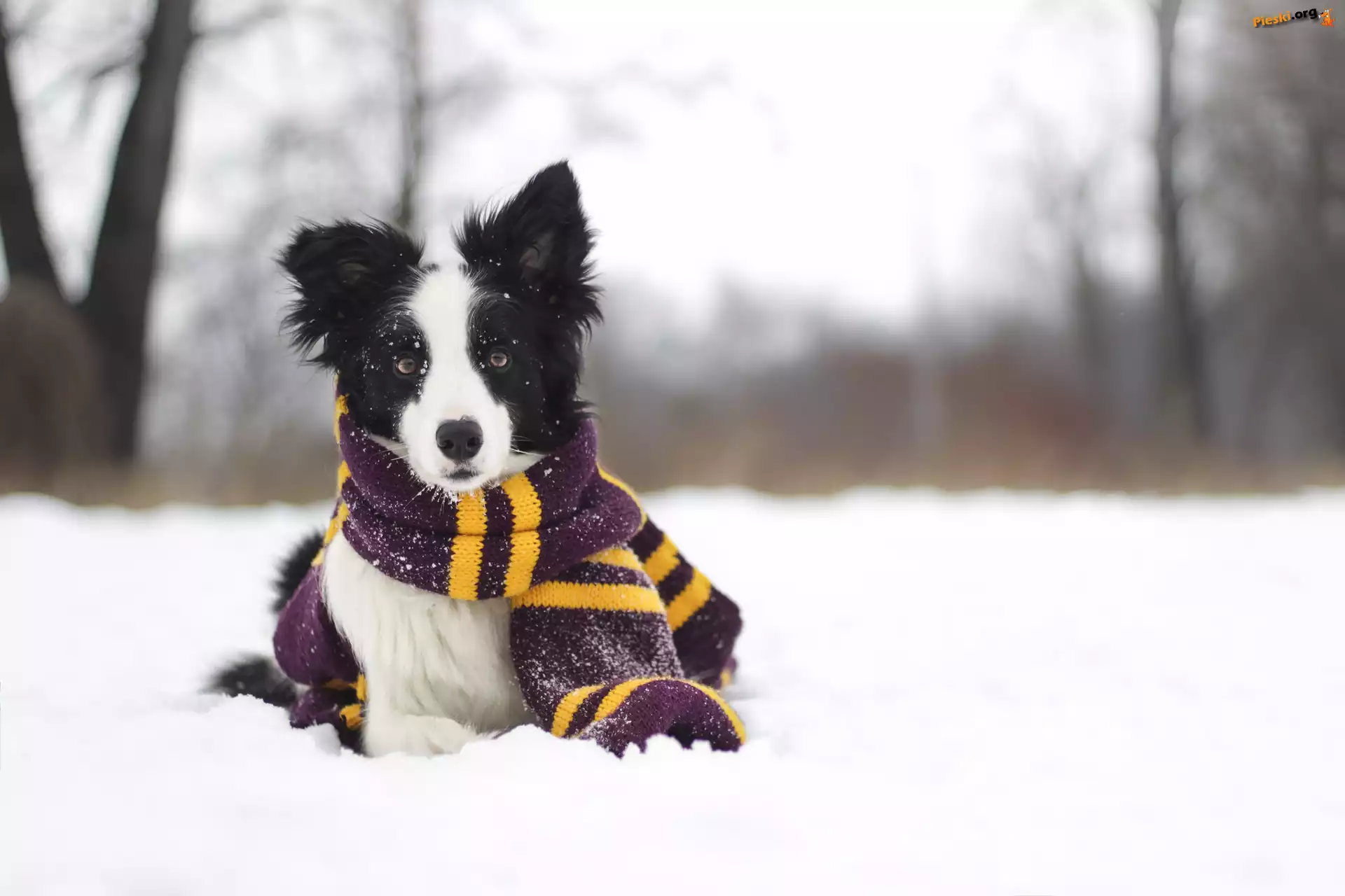 Border collie, Zima, Śnieg, Szalik