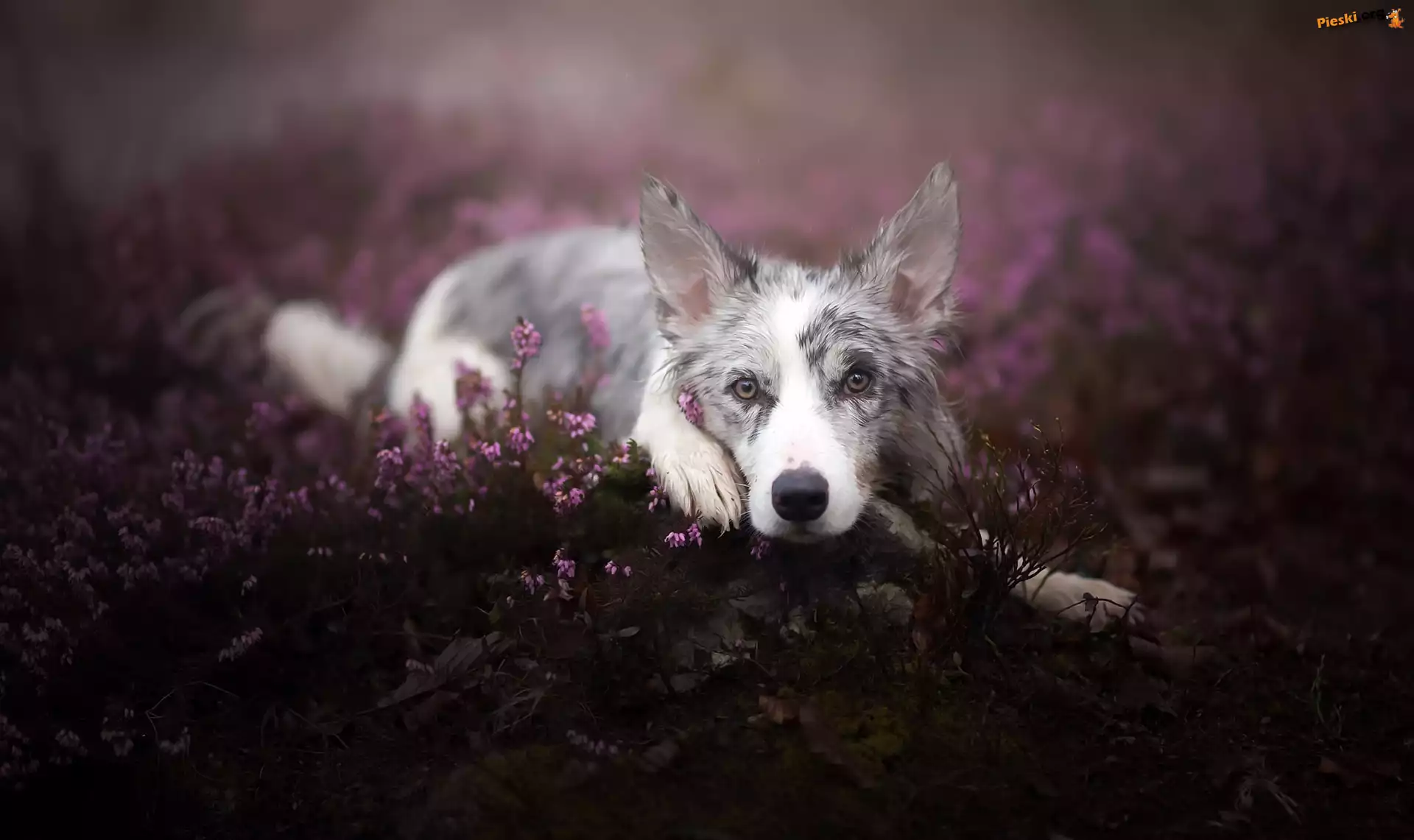 Leżący, Border collie, Wrzos