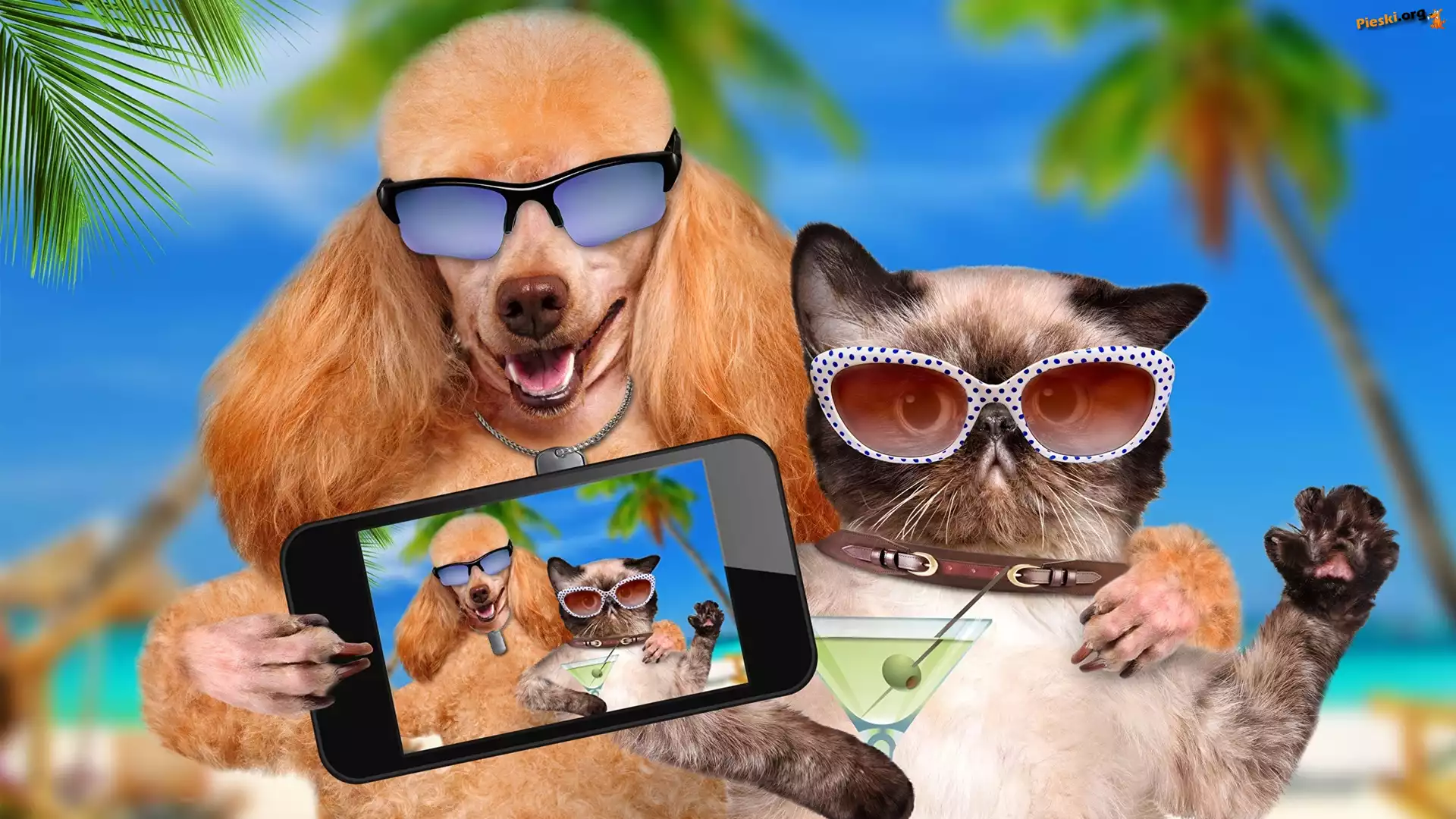 Telefon, Kot, Pudel, Selfie, Okulary