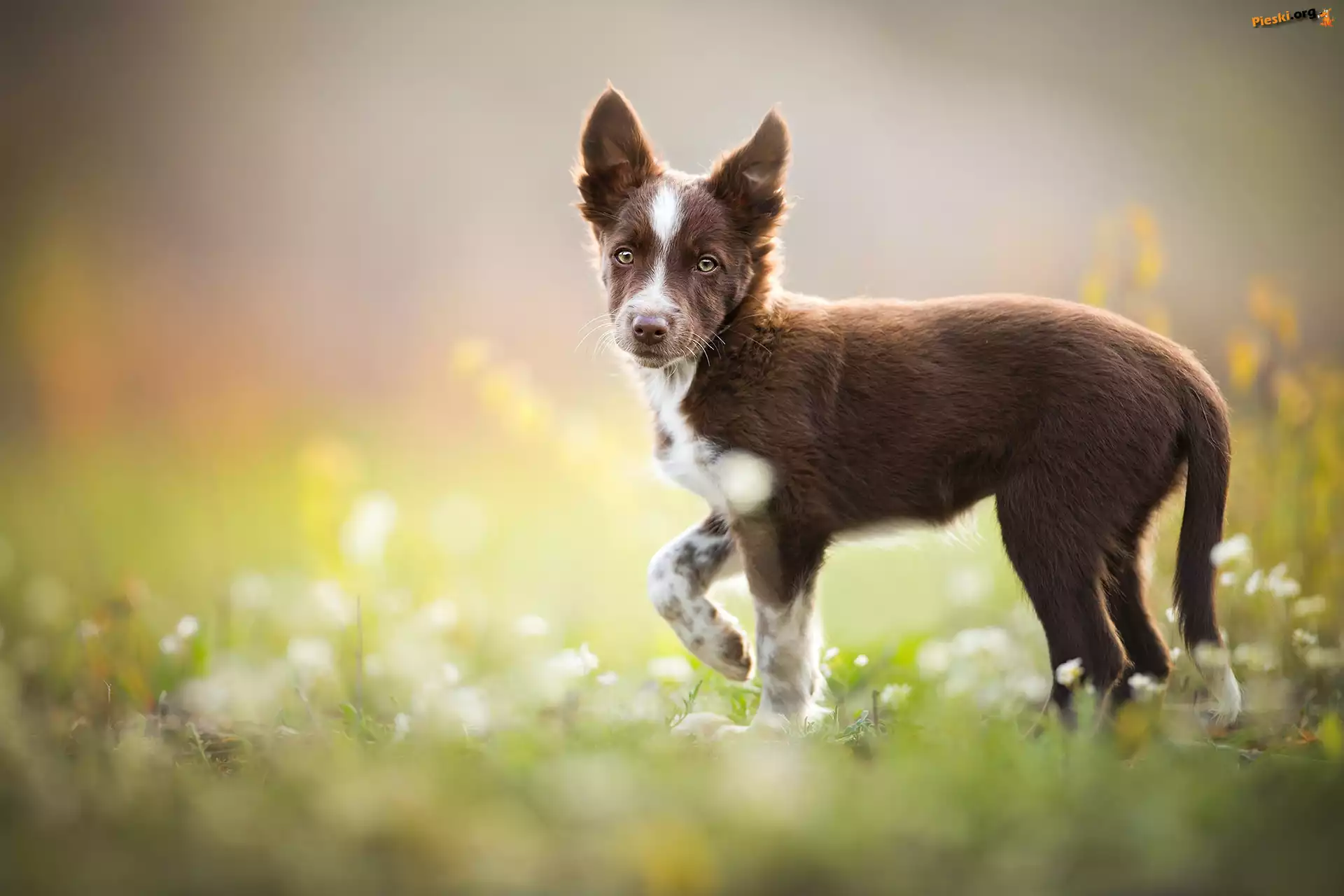 Łąka, Szczeniak, Border collie, Kwiaty