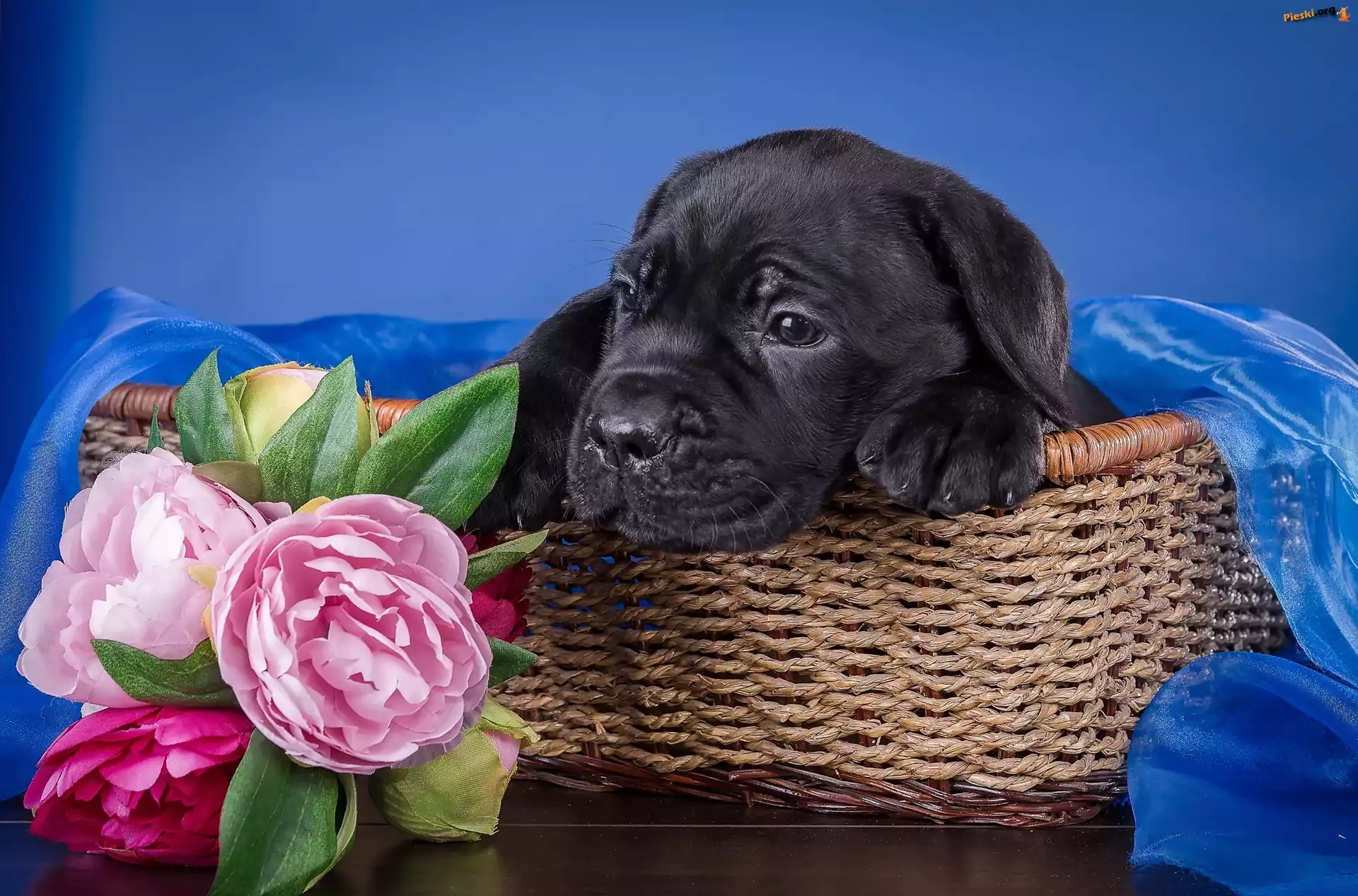 Koszyk, Czarny, Cane Corso, Piwonie