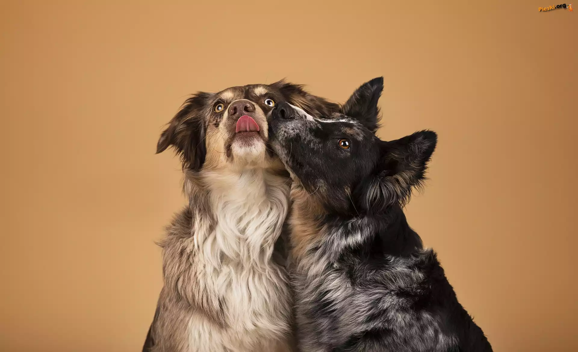 Przytuleni, Owczarek australijski, Border collie