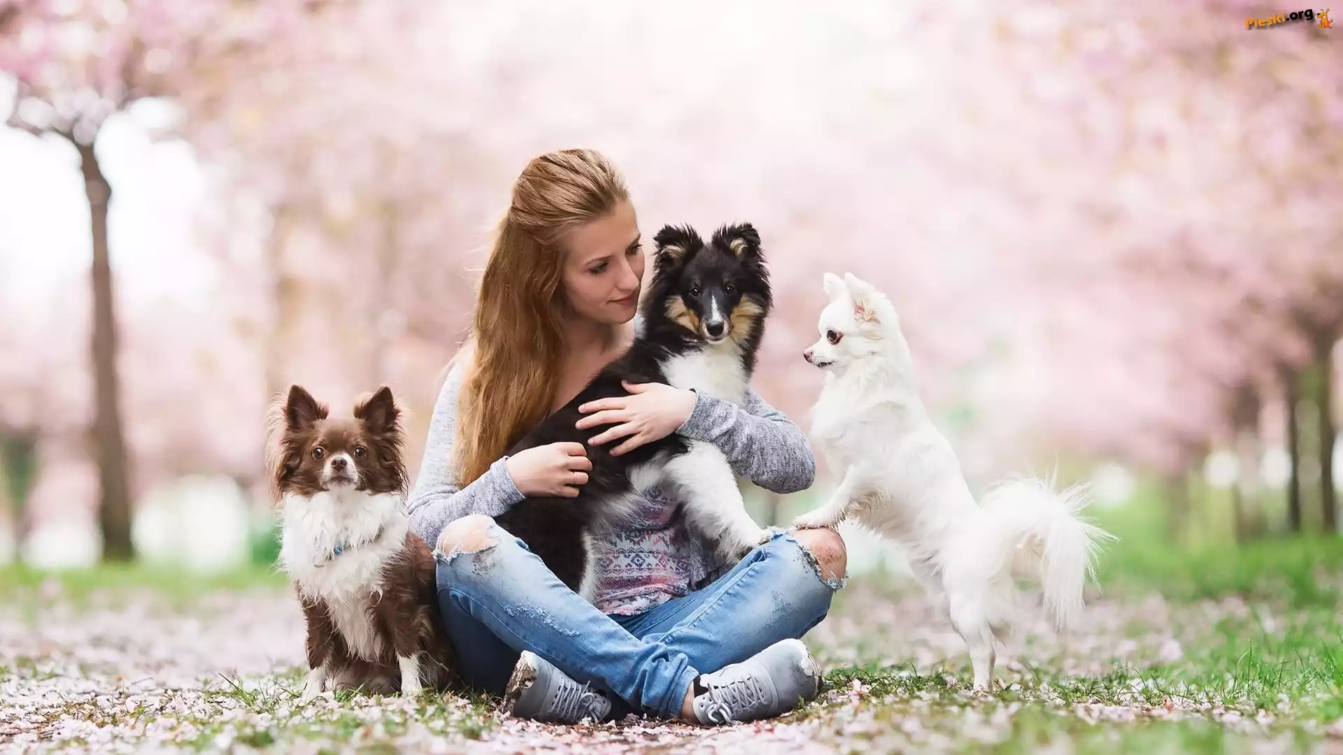 Owczarek szetlandzki, Kobieta, Psy, Chihuahua długowłosa